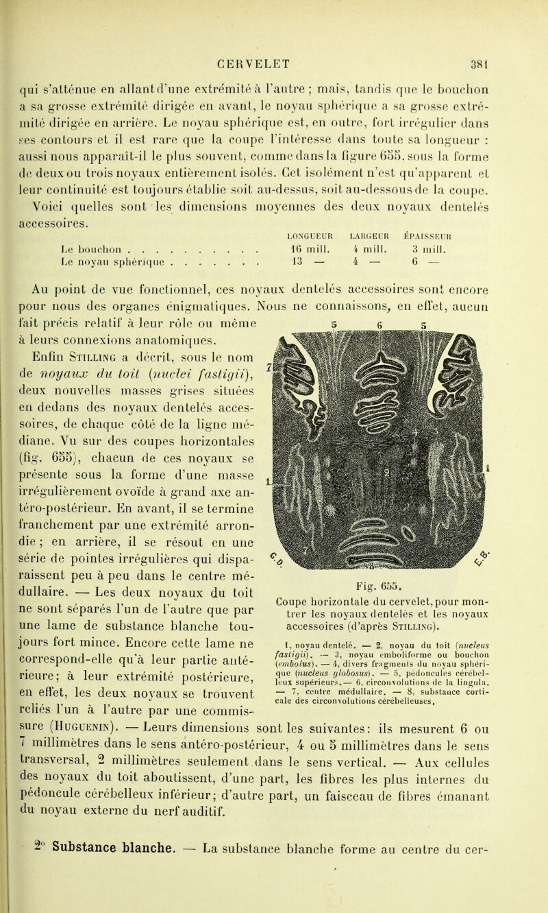 qui s'atténue en allant d'une extrémité à l'autre ; mais, tandis que le bouchon a sa grosse extrémité dirigée en avant, le noyau sphérique a sa grosse extré- mité dirigée en arrière. Le noyau sphérique est, en outre, fort irrégulier dans ges contours et il est rare que la coupe l'intéresse dans toute sa longueur : aussi nous apparaît-il le plus souvent, comme dans la figure 655,sous la forme de deux ou trois noyaux entièrement isolés. Cet isolément n'est qu'apparent et leur continuité est toujours établie soit au-dessus, soit au-dessous de la coupe. Voici quelles sont les dimensions moyennes des deux noyaux dentelés accessoires. LONGUEUR LARGEUR ÉPAISSEUR Le bouchon 10 mill. 4 mill. 3 mill. Le noyau sphérique 13 — 4 — 6 — Au point de vue fonctionnel, ces noyaux dentelés accessoires sont encore pour nous des organes énigmatiques. Nous ne connaissons, en effet, aucun fait précis relatif à leur rôle ou même à leurs connexions anatomiques. Enfin Stilling a décrit, sous le nom de noyaux du toit (nuclei fastigii), deux nouvelles masses grises situées en dedans des noyaux dentelés acces- soires, de chaque côté de la ligne mé- diane. Vu sur des coupes horizontales (fïg. 655), chacun de ces noyaux se présente sous la forme d'une masse irrégulièrement ovoïde à grand axe an- téro-postérieur. En avant, il se termine franchement par une extrémité arron- die ; en arrière, il se résout en une série de pointes irrégulières qui dispa- raissent peu à peu dans le centre mé- dullaire. — Les deux noyaux du toit ne sont séparés l'un de l'autre que par une lame de substance blanche tou- jours fort mince. Encore cette lame ne correspond-elle qu'à leur partie anté- rieure; à leur extrémité postérieure, en effet, les deux noyaux se trouvent reliés l'un à l'autre par une commis- sure (Huguenin). — Leurs dimensions sont les suivantes: ils mesurent 6 ou 7 millimètres dans le sens antéro-postérieur, 4 ou 5 millimètres dans le sens transversal, 2 millimètres seulement dans le sens vertical. — Aux cellules des noyaux du toit aboutissent, d'une part, les fibres les plus internes du pédoncule cérébelleux inférieur; d'autre part, un faisceau de fibres émanant du noyau externe du nerf auditif. Fig. 655. Coupe horizontale du cervelet, pour mon- trer les noyaux dentelés et les noyaux accessoires (d'après Stilling). 1, noyau dentelé. — 2, noyau du toit (nucleus fasligii). — 3, noyau emboliforme ou bouchon (embolus). — 4, divers fragments du noyau sphéri- que {nucleus globosus). — 5, pédoncules cérébel- leux supérieurs.— 6, circonvolutions de la lingula. — 7, centre médullaire. — 8, substance corti- cale des circonvolutions cérébelleuses. 2° Substance blanche. — La substance blanche forme au centre du cer-