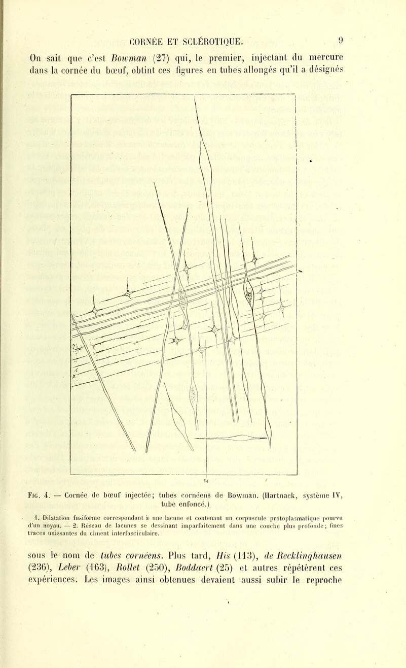 On sait que c'est Bowman (27) qui, le premier, injectant du mercure dans la cornée du bœuf, obtint ces figures en tubes allongés qu'il a désignés Fie. 4. — Cornée de bœuf injectée; tubes cornéens de Bowman. (Hartnack, système IV, tube enfoncé.) I. Dilatation fusiforme correspondant à une lacune et contenant un corpuscule protoplasmatique pourvu d'un noyau. — 2. Réseau de lacunes se dessinant imparfaitement dans une couche plus profonde ; fines traces unissantes du ciment interfasciculaire. sous le nom de lubes cornéens. Plus tard, His (113), de Recklinghausen (236), Leber (163), Rollet (250), Boddaert (25) et autres répétèrent ces expériences. Les images ainsi obtenues devaient aussi subir le reproche