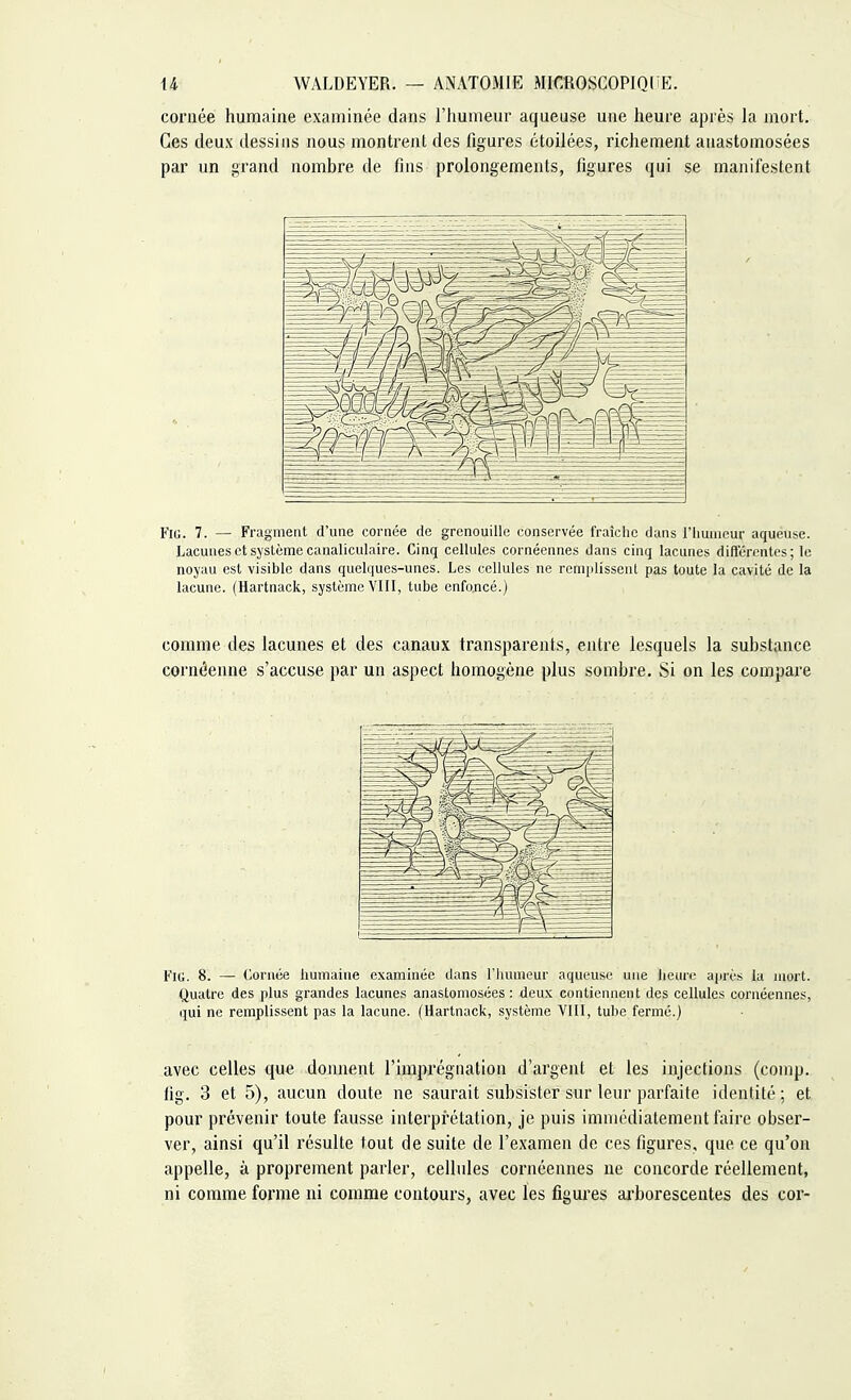 cornée humaine examinée dans l'humeur aqueuse une heure après la mort. Ces deux dessins nous montrent des figures étoilées, richement anastomosées par un grand nombre de fins prolongements, figures qui se manifestent Fig. 7. — Fragment d'une cornée de grenouille conservée fraîche dans l'humeur aqueuse. Lacunes et système canaliculaire. Cinq cellules cornéennes dans cinq lacunes différentes; le noyau est visible dans quelques-unes. Les cellules ne remplissent pas toute la cavité de la lacune. (Hartnack, système VIII, tube enfoncé.) comme des lacunes et des canaux transparents, entre lesquels la substance cornôenne s'accuse par un aspect homogène plus sombre. Si on les compare Fig. 8. — Cornée humaine examinée dans l'humeur aqueuse une heure après la mort. Quatre des plus grandes lacunes anastomosées : deux contiennent des cellules cornéennes, qui ne remplissent pas la lacune. (Hartnack, système VIII, tube fermé.) avec celles que donnent l'imprégnation d'argent et les injections (comp. fig. 3 et 5), aucun doute ne saurait subsister sur leur parfaite identité ; et pour prévenir toute fausse interprétation, je puis immédiatement faire obser- ver, ainsi qu'il résulte tout de suite de l'examen de ces figures, que ce qu'on appelle, à proprement parler, cellules cornéennes ne concorde réellement, ni comme forme ni comme contours, avec les figures arborescentes des cor-