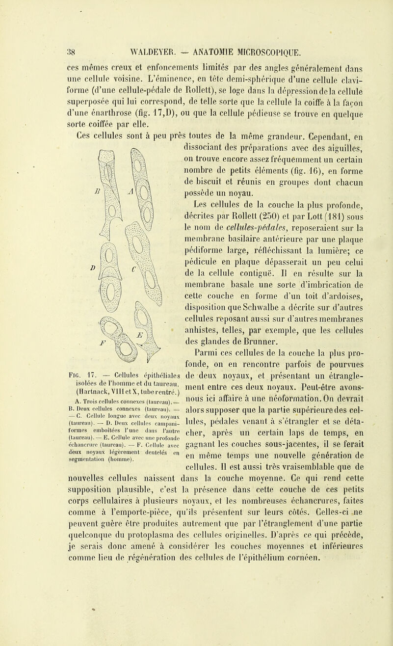 ces mêmes creux et enfoncements limités par des angles généralement dans une cellule voisine. L'éminence, en tète demi-sphérique d'une cellule clavi- forme (d'une cellule-pédale de Rollett), se loge dans la dépression de la cellule superposée qui lui correspond, de telle sorte que la cellule la coiffe à la façon d'une énarthrose (flg. 17,D), ou que la cellule pédieuse se trouve en quelque sorte coiffée par elle. Ces cellules sont à peu près toutes de la même grandeur. Cependant, en dissociant des préparations avec des aiguilles, on trouve encore assez fréquemment un certain nombre de petits éléments (fig. 16), en forme de biscuit et réunis en groupes dont chacun possède un noyau. Les cellules de la couche la plus profonde, décrites par Rollett (250) et par Lott (181) sous le nom de cellules-pédales, reposeraient sur la membrane basilaire antérieure par une plaque pédiforme large, réfléchissant la lumière; ce pédicule en plaque dépasserait un peu celui de la cellule contiguë. Il en résulte sur la membrane basale une sorte d'imbrication de cette couche en forme d'un toit d'ardoises, disposition queSchwalbe a décrite sur d'autres |J2^ i-^ \ . cellules reposant aussi sur d'autres membranes \( ' ) ~,A anhistes, telles, par exemple, que les cellules /• j [ v des glandes de Brunner. ^ , Parmi ces cellules de la couche la plus pro- fonde, on en rencontre parfois de pourvues Fig. 17. — Cellules épithéliales de deux noyaux, et présentant un étrangle- ftiïïïïs m-tentre cesde»x n°pux- peut-être -°»s- A. Trois cellules connexes (taureau). n0US 1C1 affaire 3 UIle néoformation. On devrait b. Deux cellules connexes (taureau). — alors supposer que la par'ie supérieure des cel- — C. Cellule longue avec deux noyaux . . , , , . , , ,x * , , , ,± (taureau). — d. Deux cellules campani- baies, pédales venant a s étrangler et se déta- xes emboîtées l'une dans l'autre cher après un certain laps de temps, en (taureau). — B. Cellule avec une profonde échancrure (taureau). — f. Ceiiuie avec gagnant les couches sous-jacentes, il se ferait iSjS:' dente'ëS e ™même temPs une nouvelle génération de cellules. Il est aussi très vraisemblable que de nouvelles cellules naissent dans la couche moyenne. Ce qui rend cette supposition plausible, c'est la présence dans cette couche de ces petits corps cellulaires à plusieurs noyaux, et les nombreuses échancrures, faites comme à l'emporte-pièce, qu'ils présentent sur leurs côtés. Celles-ci ne peuvent guère être produites autrement que par l'étranglement d'une partie quelconque du protoplasma des cellules originelles. D'après ce qui précède, je serais donc amené à considérer les couches moyennes et inférieures comme lieu de régénération des cellules de l'épithélium cornéen.