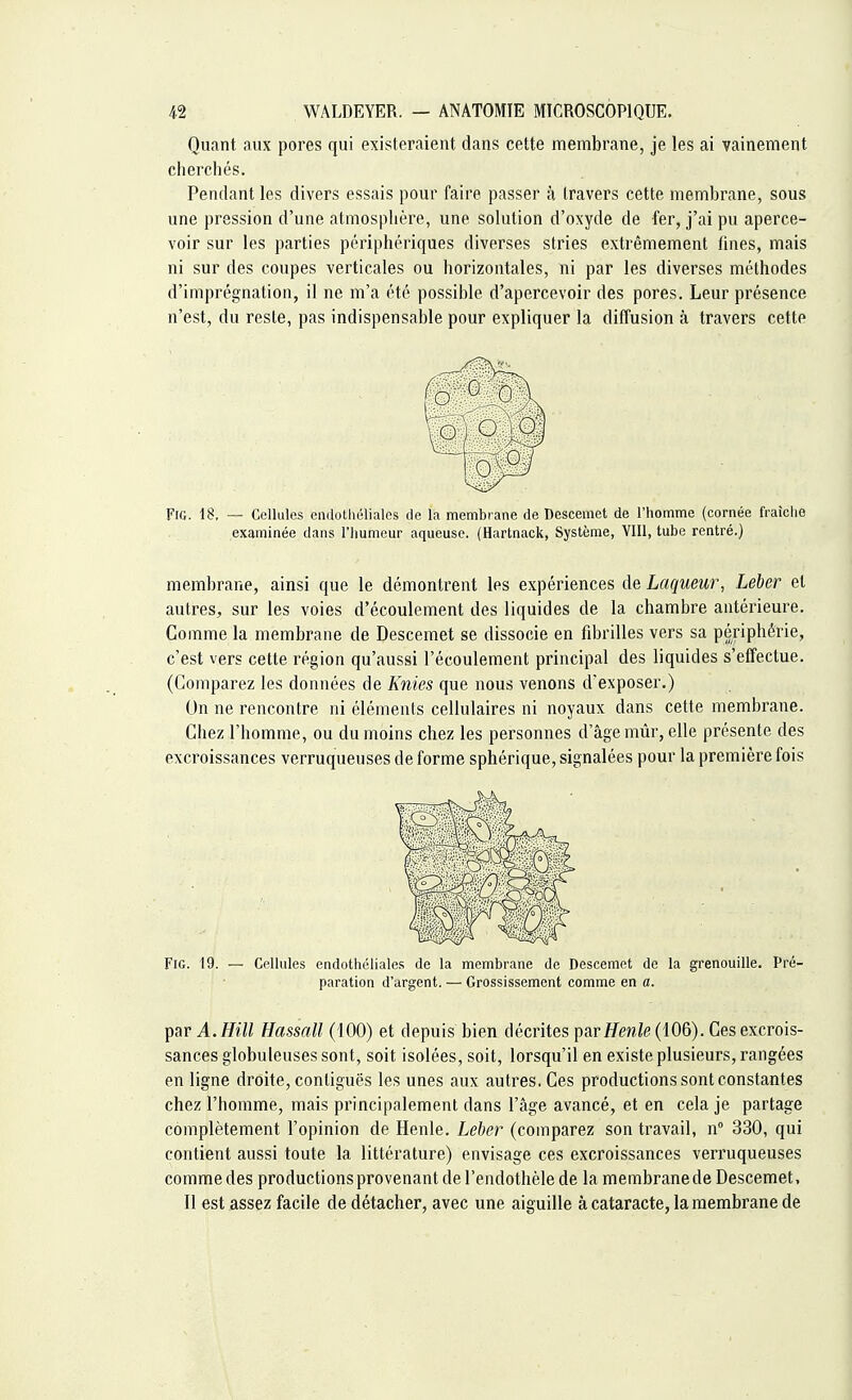 Quant aux pores qui existeraient dans cette membrane, je les ai vainement cherchés. Pendant les divers essais pour faire passer à travers cette membrane, sous une pression d'une atmosphère, une solution d'oxyde de fer, j'ai pu aperce- voir sur les parties périphériques diverses stries extrêmement fines, mais ni sur des coupes verticales ou horizontales, ni par les diverses méthodes d'imprégnation, il ne m'a été possible d'apercevoir des pores. Leur présence n'est, du reste, pas indispensable pour expliquer la diffusion à travers cette tpi FiG. 18. — Cellules endothéliales de la membrane de Descemet de l'homme (cornée fraîche examinée dans l'humeur aqueuse. (Hartnack, Système, VIII, tube rentré.) membrane, ainsi que le démontrent les expériences de Laqueur, Leber et autres, sur les voies d'écoulement des liquides de la chambre antérieure. Comme la membrane de Descemet se dissocie en fibrilles vers sa périphérie, c'est vers cette région qu'aussi l'écoulement principal des liquides s'effectue. (Comparez les données de Knies que nous venons d'exposer.) On ne rencontre ni éléments cellulaires ni noyaux dans cette membrane. Chez l'homme, ou du moins chez les personnes d'âge mûr, elle présente des excroissances verruqueuses de forme sphérique, signalées pour la première fois Fig. 19. — Cellules endothéliales de la membrane de Descemet de la grenouille. Pré- paration d'argent. — Grossissement comme en a. par A. Hill Hassall (100) et depuis bien décrites parHenle (106). Ces excrois- sances globuleuses sont, soit isolées, soit, lorsqu'il en existe plusieurs, rangées en ligne droite, conliguës les unes aux autres. Ces productions sont constantes chez l'homme, mais principalement dans l'âge avancé, et en cela je partage complètement l'opinion de Henle. Leber (comparez son travail, n° 330, qui contient aussi toute la littérature) envisage ces excroissances verruqueuses commedes productions provenant de l'endothèle de la membranede Descemet, Il est assez facile de détacher, avec une aiguille à cataracte, la membrane de