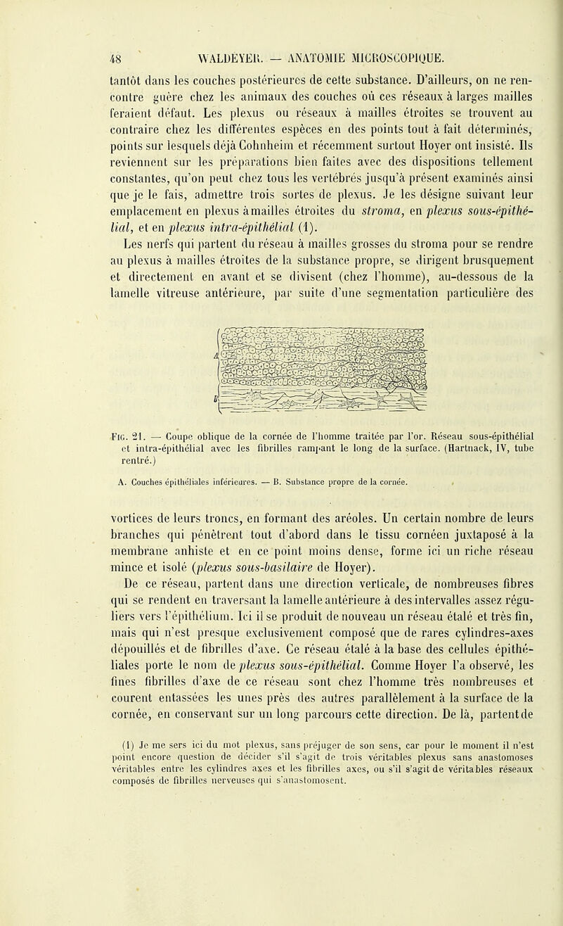 tantôt dans les couches postérieures de cette substance. D'ailleurs, on ne ren- contre guère chez les animaux des couches où ces réseaux à larges mailles feraient défaut. Les plexus ou réseaux à mailles étroites se trouvent au contraire chez les différentes espèces en des points tout à fait déterminés, points sur lesquels déjàCohnheim et récemment surtout Hoyer ont insisté. Ils reviennent sur les préparations bien faites avec des dispositions tellement constantes, qu'on peut chez tous les vertébrés jusqu'à présent examinés ainsi que je le fais, admettre trois sortes de plexus. Je les désigne suivant leur emplacement en plexus à mailles étroites du stroma, en plexus sous-épithé- lial, et en plexus intra-épithélial (1). Les nerfs qui partent du réseau à mailles grosses du stroma pour se rendre au plexus à mailles étroites de la substance propre, se dirigent brusquement et directement en avant et se divisent (chez l'homme), au-dessous de la lamelle vitreuse antérieure, par suite d'une segmentation particulière des Fie. 21. — Coupe oblique de la cornée de l'homme traitée par l'or. Réseau sous-épithélial et intra-épithélial avec les fibrilles rampant le long de la surface. (Hartnack, IV, tube rentré.) A. Couches épithëliales inférieures. — B. Substance propre de la cornée. vortices de leurs troncs, en formant des aréoles. Un certain nombre de leurs branches qui pénètrent tout d'abord dans le tissu cornéen juxtaposé à la membrane anhiste et en ce point moins dense, forme ici un riche réseau mince et isolé (plexus sous-basilaire de Hoyer). De ce réseau, partent dans une direction verticale, de nombreuses fibres qui se rendent en traversant la lamelle antérieure à des intervalles assez régu- liers vers l'épithélium. Ici il se produit de nouveau un réseau étalé et très fin, mais qui n'est presque exclusivement composé que de rares cylindres-axes dépouillés et de fibrilles d'axe. Ce réseau étalé à la base des cellules épithë- liales porte le nom de plexus sous-épithélial. Comme Hoyer l'a observé, les fines fibrilles d'axe de ce réseau sont chez l'homme très nombreuses et courent entassées les unes près des autres parallèlement à la surface de la cornée, en conservant sur un long parcours cette direction. De là, partent de (1) Je me sers ici du mot plexus, sans préjuger de son sens, car pour le moment il n'est point encore question de décider s'il s'agit de trois véritables plexus sans anastomoses véritables entre les cylindres axes et les fibrilles axes, ou s'il s'agit de véritables réseaux composés de fibrilles nerveuses qui s'anastomosent.