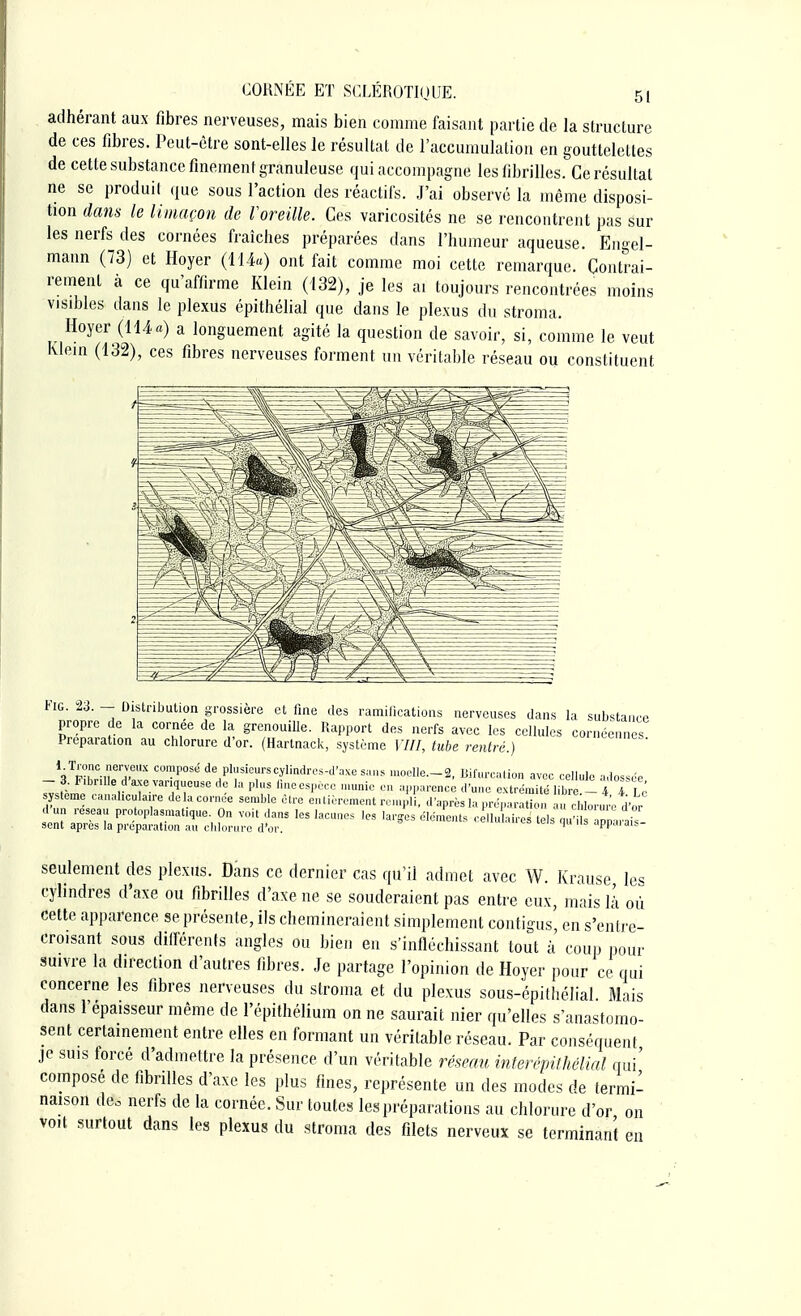 adhérant aux fibres nerveuses, mais bien comme faisant partie de la structure de ces fibres. Peut-être sont-elles le résultat de l'accumulation en gouttelettes de cette substance finement granuleuse qui accompagne les fibrilles. Ce résultat ne se produit que sous l'action des réactifs. J'ai observé la même disposi- tion dans le limaçon de Voreille. Ces vaficosités ne se rencontrent pas sur les nerfs des cornées fraîches préparées dans l'humeur aqueuse. Engel- mann (73) et Hoyer (114«) ont fait comme moi cette remarque. Contrai- rement à ce qu'affirme Klein (132), je les ai toujours rencontrées moins visibles dans le plexus épithélial que dans le plexus du stroma. Hoyer (114 «) a longuement agité la question de savoir, si, comme le veut Klein (132), ces fibres nerveuses forment un véritable réseau ou constituent Fig. 23. — Distribution grossière et fine des ramifications nerveuses dans la substance propre de la cornée de la grenouille. Rapport des nerfs avec les cellules cornéennes Préparation au chlorure d'or. (Hartnack, système VIII, tube rentré.) Vr0KCMCT'X C°mp0S de Prieurscylindrcs^l'axesans moglle—2, Bifurcation avec cellule adossée -J: Flb»e/axe vanqueuse de la plus line espèce munie en apparence d'u, U.v.nile li) - 4t Ù système canaliculaire delà cornée semble d'un réseau protoplasmatique. On voit da sent après la préparation au chlorure d'oi tre entièrement rempli, d'après 1„ (... i les lacunes les larges éléments cellulaires tels seulement des plexus. Dans ce dernier cas qu'il admet avec W. Krause le* cylindres d'axe ou fibrilles d'axe ne se souderaient pas entre eux, mais là où cette apparence se présente, ils chemineraient simplement contigus en s'entre- cro.sant sous différents angles ou bien en s'infléchissant tout à' coup pour suivre la direction d'autres fibres. Je partage l'opinion de Hoyer pour ce qui concerne les fibres nerveuses du stroma et du plexus soas-épithélîal Mais dans l'épaisseur même de l'épithélium on ne saurait nier qu'elles s'anastomo- sent certainement entre elles en formant un véritable réseau. Par conséquent je suis forcé d'admettre la présence d'un véritable réseau interépithélial qui' composé de fibrilles d'axe les plus fines, représente un des modes de termi- naison deo nerfs de la cornée. Sur toutes les préparations au chlorure d'or on voit surtout dans les plexus du stroma des filets nerveux se terminant en