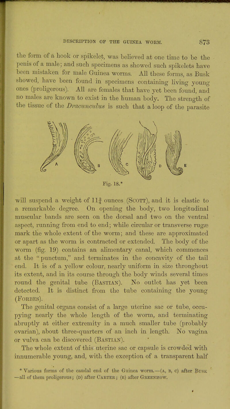 the form of a hook or spikelet, was believed at one time to be the peuis of a male; and such specimens as showed such spikelets have been mistaken for male Guinea worms. All these forms, as Busk showed, have been found in specimens containing living young ones (proligerous). All are females that have yet been found, and no males are known to exist in the human body. The strength of the tissue of the Dracunculus is such that a loop of the parasite Fig. 18,* will suspend a weight of llf ounces (Scott), and it is elastic to a remarkable degree. On opening the body, two longitudinal muscular bands are seen on the dorsal and two on the ventral aspect, running from end to end; while circular or transverse rug£e mark the whole extent of the worm; and these are approximated or apart as the worm is contracted or extended. The body of the worm (fig. 19) contains an alimentary canal, which commences at the punctum, and terminates in the concavity of the tail end. It is of a yellow colour, nearly uniform in size throughout its extent, and in its course through the body winds several times round the genital tube (Bastian). No outlet has yet been detected. It is distinct from the tube containing the young (Foebes). The genital organs consist of a large uterine sac or tube, occu- pying nearly the whole length of the worm, and terminating abruptly at either extremity in a much smaller tube (probably ovarian), about three-quarters of an inch in length. No vagina or vulva can be discovered (Bastian). The whole extent of this uterine sac or capsule is crowded with innumerable young, and, with the exception of a transparent half * Various forms of the ciuidal end of the Guinea worm.—(a, b, c) after Busk —all of them proligerous; (d) after Carter; (e) after Gbeenhow.