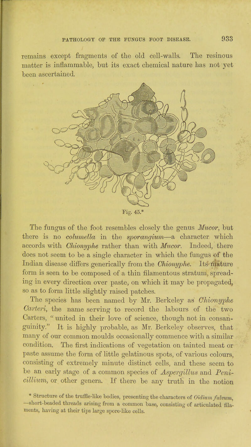 remains except fragments of the old cell-walls. The resinous matter is inflammable, but its exact chemical nature has not yet been ascertained. Fig. 45.* The fungus of the foot resembles closely the genus Mucor, but there is no columella in the sporangium—a character which accords with Chionyphe rather than with Mucor. Indeed, there does not seem to be a single character in which the fungus of the Indian disease differs generically from the Chionyphe. Hi- iflature form is seen to be composed of a thin filamentous stratum, spread- ing in every du^ection over paste, on which it may be propagated, so as to form little .shghtly raised patches. The species has been named by Mr. Berkeley as Chionyphe Cart&ri, the name serving to record the labours of the two Carters,  united in their love of science, though not in consan- guinity. It is highly probable, as Mr. Berkeley observes, that many of our common moulds occasionally commence witli a similar condition. The first indications of vegetation on tainted meat or paste assume the form of little gelatinous spots, of various colours, consisting of extremely minute distinct cells, and these seem to be an early stage of a common species of Aspergillus and Peni- cillium, or other genera. If there be any truth in the notion • Structure of the truffle-like bodies, presenting the characters of Oidium falvum, —sliort-beaded threads arising from a common base, consisting of articulated fila- ments, having at their tijjs large spore-like cells.