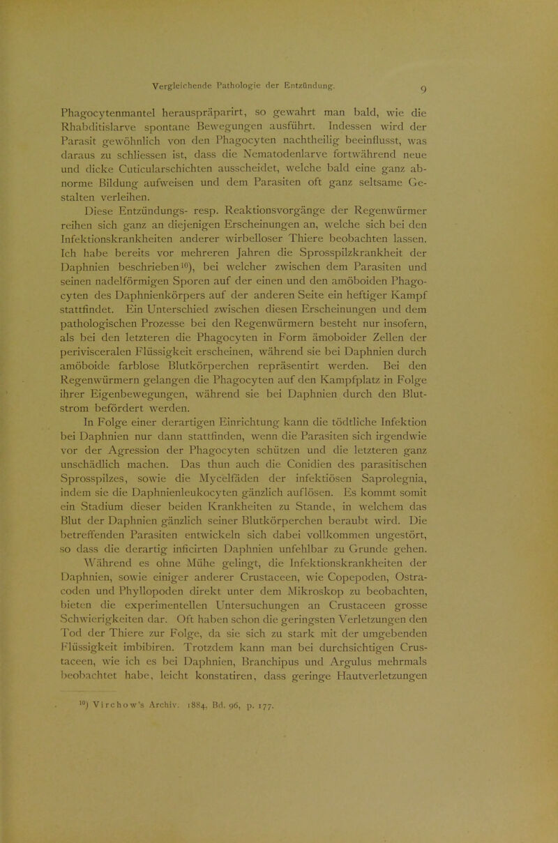 Phagocytenmantel herauspräparirt, so gewahrt man bald, wie die Rhabditislarve spontane Bewegungen ausführt. Indessen wird der Parasit gewöhnlich von den Phagocyten nachtheilig beeinflusst, was daraus zu schliessen ist, dass die Nematodenlarve fortwährend neue und dicke Cuticularschichten ausscheidet, welche bald eine ganz ab- norme Bildung aufweisen und dem Parasiten oft ganz seltsame Ge- stalten verleihen. Diese Entzündungs- resp. Reaktionsvorgänge der Regenwürmer reihen sich ganz an diejenigen Erscheinungen an, welche sich bei den Infektionskrankheiten anderer wirbelloser Thiere beobachten lassen. Ich habe bereits vor mehreren Jahren die Sprosspilzkrankheit der Daphnien beschrieben10), bei welcher zwischen dem Parasiten und seinen nadeiförmigen Sporen auf der einen und den amöboiden Phago- cyten des Daphnienkörpers auf der anderen Seite ein heftiger Kampf stattfindet. Ein Unterschied zwischen diesen Erscheinungen und dem pathologischen Prozesse bei den Regenwürmern besteht nur insofern, als bei den letzteren die Phagocyten in Form ämoboider Zellen der perivisceralen Flüssigkeit erscheinen, während sie bei Daphnien durch amöboide farblose Blutkörperchen repräsentirt werden. Bei den Regenwürmern gelangen die Phagocyten auf den Kampfplatz in Folge ihrer Eigenbewegungen, während sie bei Daphnien durch den Blut- strom befördert werden. In Folge einer derartigen Einrichtung kann die tödtliche Infektion bei Daphnien nur dann stattfinden, wenn die Parasiten sich irgendwie vor der Agression der Phagocyten schützen und die letzteren ganz unschädlich machen. Das thun auch die Conidien des parasitischen Sprosspilzes, sowie die Mycelfäden der infektiösen Saprolegnia, indem sie die Daphnienleukocyten gänzlich auflösen. Es kommt somit ein Stadium dieser beiden Krankheiten zu Stande, in welchem das Blut der Daphnien gänzlich seiner Blutkörperchen beraubt wird. Die betreffenden Parasiten entwickeln sich dabei vollkommen ungestört, so dass die derartig inficirten Daphnien unfehlbar zu Grunde gehen. Während es ohne Mühe gelingt, die Infektionskrankheiten der Daphnien, sowie einiger anderer Crustaceen, wie Copepoden, Ostra- coden und Phyllopoden direkt unter dem Mikroskop zu beobachten, bieten die experimentellen Untersuchungen an Crustaceen grosse .Schwierigkeiten dar. Oft haben schon die geringsten Verletzungen den Tod der Thiere zur Folge, da sie sich zu stark mit der umgebenden Flüssigkeit imbibiren. Trotzdem kann man bei durchsichtigen Crus- taceen, wie ich es bei Daphnien, Branchipus und Argulus mehrmals beobachtet habe, leicht konstatiren, dass geringe Hautverletzungen 10J Virchow's Archiv. 1884, Bd. 96, p. 177.