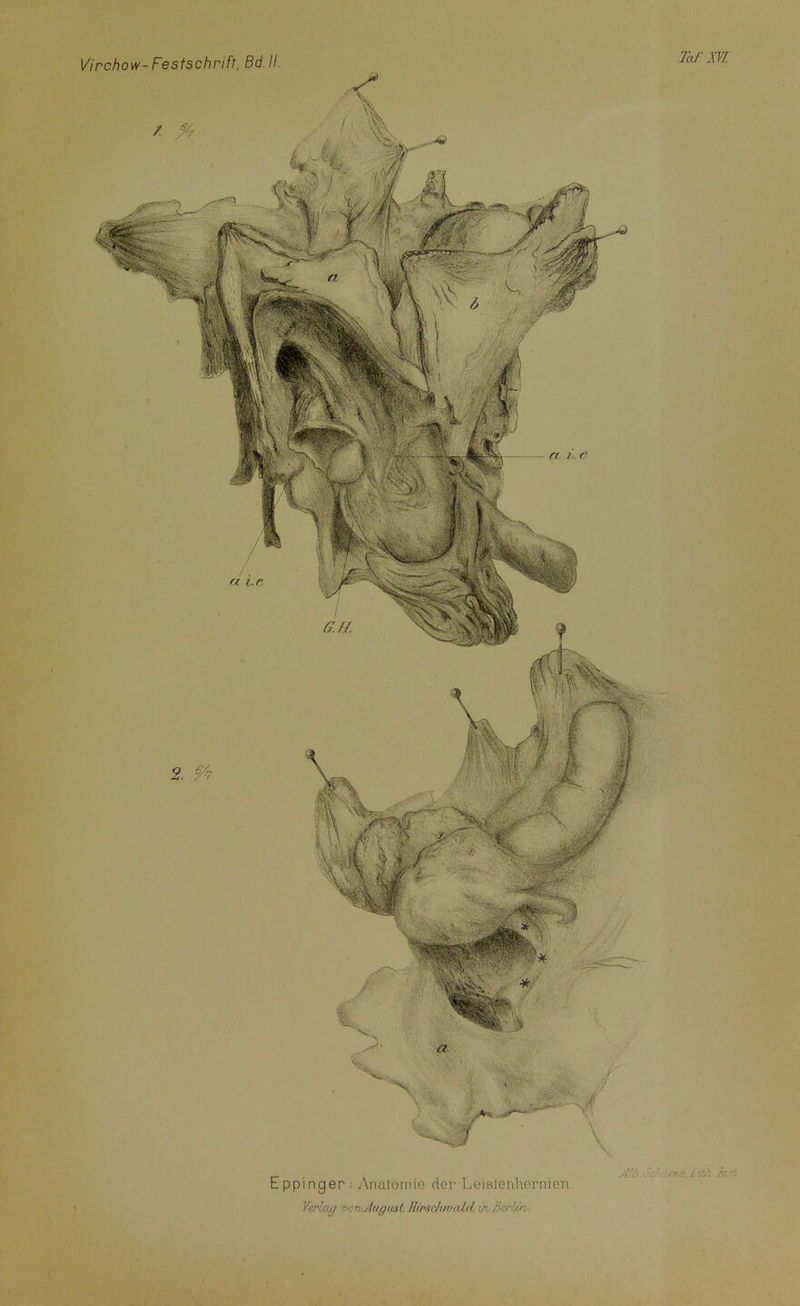 Eppinger: Anatomie der Leistenhernien Verlag von,August Hirscluvald in-Borbs: