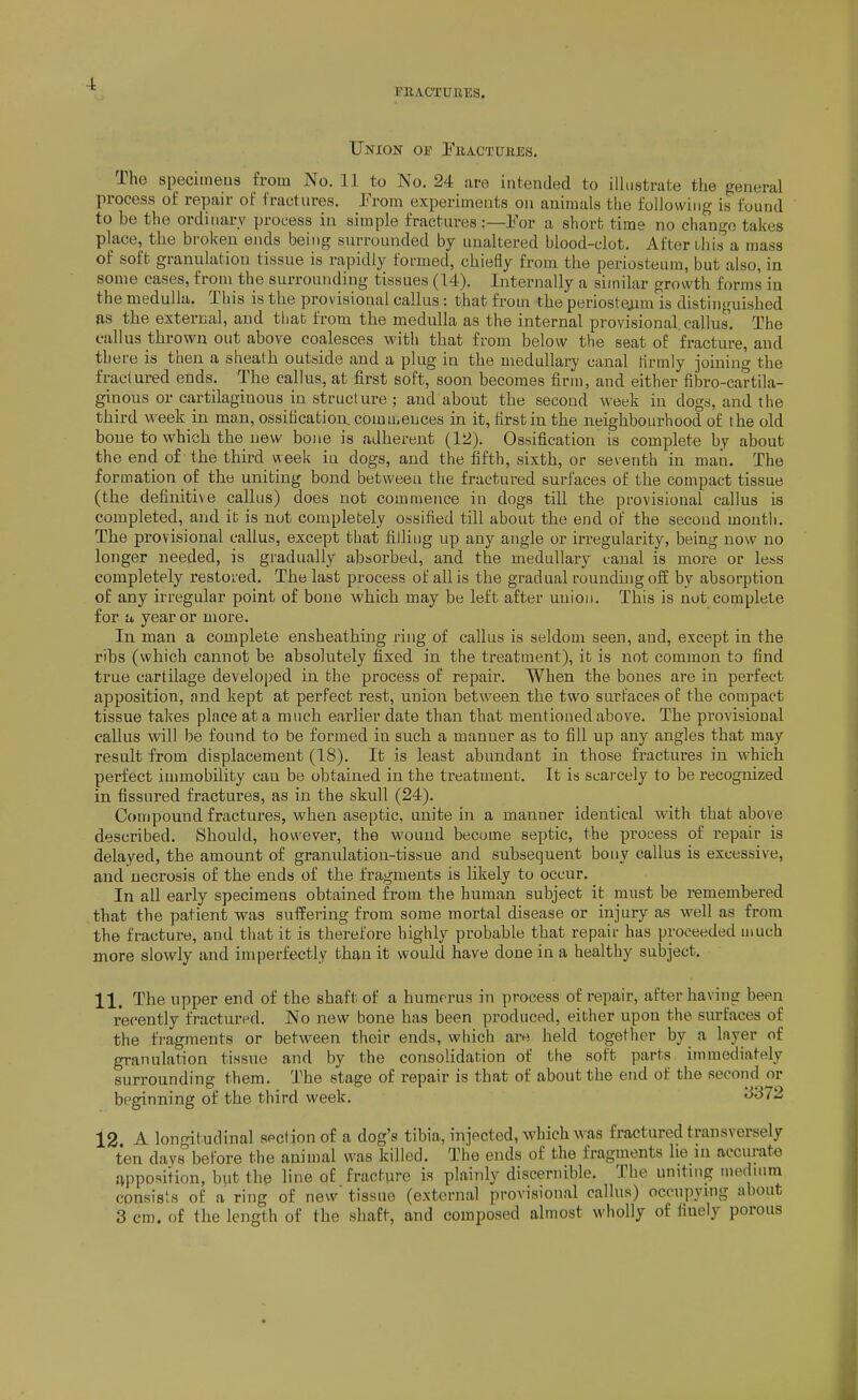 i'EACTUll'ES, Union oe Pbactuejss. The specimens from No. 11 to No. 24 are intended to illustrate the general process of repair of fractures. I'rom experiments on animals the following is found to be the ordinary process in simple fractures :—¥ov a short time no change takes place, the broken ends being siu-rounded by unaltered blood-clot. After this a mass of soft granulation tissue is rapidly formed, chiefly from the periosteum, but also, in some cases, from the surrounding tissues (14). Internally a similar growth forms in the medulla. This is the provisional callus: that from the periostejim is distinguished fis the external, and that from the medulla as the internal provisional callus. The callus thrown out above coalesces with that from below the seat oE fracture, and there is then a sheath outside aud a plug in the medullary canal tirmly joining the fractured euds. The callus, at first soft, soon becomes firm, and either fibro-cartila- ginous or ca,rtilagiuous in structure ; aud about the second week in dogs, and the third week in man, ossification, comu>euces in it, first in the neighbourhood of the old boue to which the new bone is adherent (12). Ossification is complete by about the end of the third week in dogs, and the fifth, sixth, or seventh in man. The formation of the uniting bond between the fractured surfaces of the compact tissue (the definitive callus) does not commence in dogs till the provisional callus is completed, and ib is not complebely ossified till about the end of the second month. The provisional callus, except that filling up any angle or irregularity, being now no longer needed, is gradually absorbed, and the medullary c-anal is more or less completely restored. The last process of all is the gradual roundhig off by absorption of any irregular point of bone which may be left after union. This is not complete for a year or more. In man a complete ensheathing ring of callus is seldom seen, and, except in the ribs (which cannot be absolutely fixed in the treatment), it is not common to find true cartilage developed in the process of repair. When the bones are in perfect apposition, and kept at perfect rest, union between the two surfaces of the compact tissue takes place at a much earlier date than that mentioned above. The provisional callus will be found to be formed in such a manner as to fill up any angles that may result from displacement (18). It is least abundant in those fractures in which perfect immobility can be obtained in the treatment. It is scarcely to be recognized in fissured fractures, as in the skull (24). Compound fractures, when aseptic, unite in a manner identical with that above described. Should, however, the wound become septic, the process of repair is delayed, the amount of granulation-tissue and subsequent bony callus is excessive, and necrosis of the ends of the fragments is likely to occur. In all early specimens obtained from the human subject it must be remembered that the patient was suffering from some mortal disease or injury as well as from the fracture, and that it is therefore highly probable that repair has proceeded much more slowly and imperfectly than it would have done in a healthy subject, 11. The upper end of the shaft of a humerus in process of repair, after having been recently fractured. No new bone has been produced, either upon the surfaces of the fragments or between their ends, which are held together by a layer of granulation tissue and by the consolidation of the soft parts immediately surrounding them. The stage of repair is that of about the end of the secoiid or beginning of the third week. ^372 12 A longitudinal section of a dog's tibia, injected, which was fractured transversely ten davs before the animal was killed. The ends of the fragments lie in accurate supposition, but the line of fracture is plainly discernible. The unitnig meduim consists of a ring of new tissue (external provisional callus) occupying about 3 cm. of the length of the shaft, and composed almost wholly of finely porous