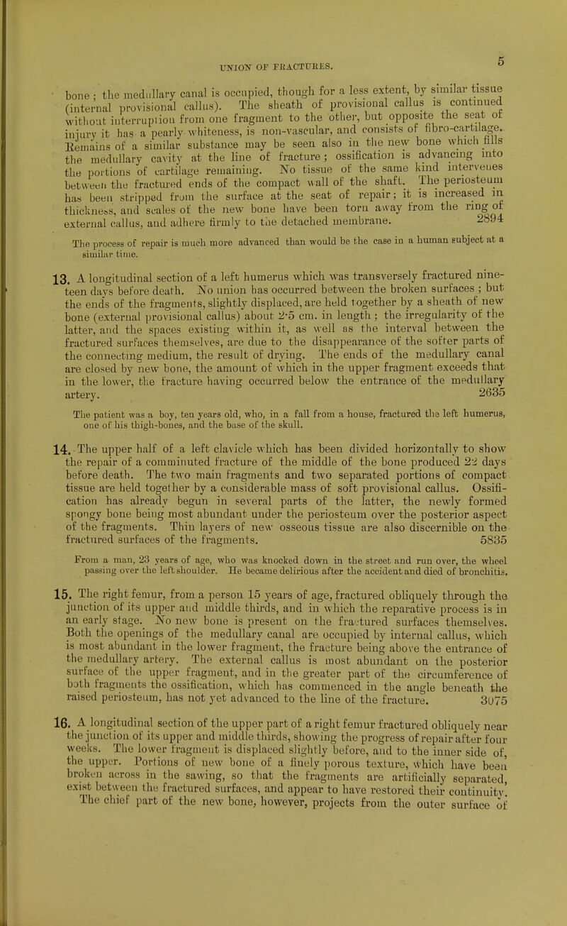 UNION OF rilACTlJHES. bone • the medullary canal is occupied, though for a less extent by similar tissue (internal provisional callus). The sheath of provisional callus is continued witliout interruptiou from one fragment to the other, but opposite the seat ot iniurv it has a pearly whiteness, is non-vascular, and consists of fibro-cartilage. Eemains of a similar substance may be seen also in the new bone which falls the medullary cavity at the line of fracture; ossification is advancing into the portions of cartilage remaining. No tissue of the same kind interveues between the fractm-ed ends of the compact v\all of the shaft. The periosteum has been stripped from the surface at the seat of repair; it is increased in thickness, and scales of the new bone have been torn away from the nog of external callus, and adhere firmly to the detached membrane. 2894 The i^rocess of repair is much more advanced than would be the case in a human Eubject at a similar tinie. 13. A longitudinal section of a left humerus which was transversely fractured nine- teen days before death. No union has occurred between the broken surfaces ; but the ends of the fragments, slightly displaced, are held together by a sheath of new bone (external provisional callus) about 2-5 cm. in length ; the irregularity of the latter, and the spaces existing within it, as well as the interval between the fractured surfaces themselves, are due to the disappearance of the softer parts of the connecting medium, the result of drying. The ends of the medullary canal are closed by new bone, the amount of which in the upper fragment exceeds that in the lower, the fracture having occurred below the entrance of the medullary artery. 2635 The patient was a boy, ten years old, who, in a fall from a house, fractured the left humerus, one of his thigh-bones, and the base of the skull. 14. The upper half of a left cla\ icle which has been divided horizontally to show the repair of a comminuted fracture of the middle of the bone produced 2i days before death. The two main fragments and two separated portions of compact tissue are held together by a considerable mass of soft provisional callus. Ossifi- cation has already begun in several parts of the latter, the newly formed spongy bone being most abundant under the periosteum over the posterior aspect of the fragments. Thin layers of new osseous tissue are also discernible on the fractured surfaces of the fragments. 5835 From a man, 23 years of age, who was knocked down in the street and run over, the wheel passing over the left shoulder. He became delirious after the accident and died of bronchitis. 15. The right femur, from a person 15 years of age, fractured obhquely through the junction of its upper and middle thirds, and in which the reparative process is in an early stage.^ No new bone is present on the fractured surfaces themsehes. Both the openings of the medullary canal are occupied by internal callus, which is most abundant in the lower fragment, the fracture being above the entrance of the medullary artery. The external callus is most abundant on the posterior surface of the upper fragment, and in the greater part of the circumference of both fragments the ossification, which has commenced in the angle beneath the raised periosteum, has not yet advanced to the line of the fracture. 3u75 16. A longitudinal section of the upper part of a right femur fractured obliquely near the junction of its upiper and middle thii-ds, showing the progress of repair after four weeks. The lower fragment is displaced slightly before, and to the inner side of, the upper. Portions of new bone of a finely porous texture, \Vhich have been broken across in the sawing, so tliat the fragments are artificially separated, exist between the fractured surfaces, and appear to have restored their coutinuitv! The chief part of the new bone, however, projects from the outer surface of