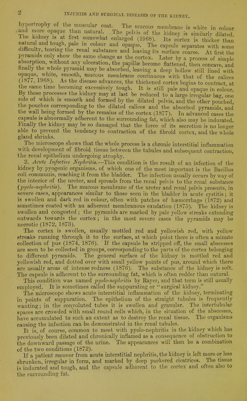 hypertrophy of the muscular coat. The nuicous membrane is white in colour .and more opaque lum natural. The pelvis of the kidney is similarly dilated The kidney IS at hrst somewhat enlarged (1968). Its cortex is thicker than natural and tough pale m colour and opaque. The capsule separates with some difficulty, tearing the renal substance and leaving its surface coarse. At first the pyramids only show the same change as the cortex. Later by a process of simple absorption, without any ulceration, the papillae become flattened, then concave, and hnally the whole pyramid may be absorbed, leaving a deep hollow still lined with ^FqS-^'toSx*^' ^^'ooth mucous membrane continuous with that of the calices (1»7/, iJbS). As the disease advances, the thickened cortex begins to contract at t^ie same time becoming excessively tough. It is still pale and opaque in colour By these processes the kidney may at last be reduced to a large irregular bag one side of which IS smooth and formed by the dilated pelvis, and the other pouched the pouches corresponding to the dilated caHces and the absorbed pyramids and the wall being formed by the remains of the cortex (1877). In advanced cases the capsule is abnormally adherent to the surrounding fat, which also may be indurated. Finally the kidney may be so damaged that the force of its secretion is no longer able to prevent the tendency to contraction of the fibroid cortex, and the whole gland shrinks. The microscope shows that the whole process is a chronic interstitial inflammation with development of fibroid tissue between the tubules and subsequent contraction, the renal epithelium undergoing atrophy. 2. Acute Infective Nephritis.—This condition is the result of an infection of the kidney by pyogenic organisms, of which one of the most important is the Bacillus coli communis, reaching it from the bladder. The infection usually occurs by way of the interior of the ureter, and spreads from the renal pelvis to the renal substance (pjjelo-nephritis). The mucous membrane of the ureter and renal pelvis presents, in severe cases, appearances similar to those seen in the bladder in acute cystitis; it is swollen and dark red in colour, often with patches of hfemorrhage (1872) and sometimes coated with an adherent membranous exudation (1875). The kidney is swollen and congested ; the pyramids are marked by pale yellow streaks extending outwards towards the cortex; in the most severe cases the pyramids may be necrotic (1872, 1873). The cortex is swollen, usually mottled red and yellowish red, with yellow streaks running through it to the surface, at which point there is often a minute collection of pus (1874, 1876). If the capsule be stripped off, the small abscesses are seen to be collected in groups, corresponding to the parts of the cortex belonging to difi^erent pyramids. The general surface of the kidney is mottled red and yellowish red, and dotted over with small yellow points of pus, around which there are usually areas of intense redness (1876). The substance of the kidney is soft. The capsule is adherent to the surrounding fat, which is often redder than natural. This condition was named pyelo-nephritis by Eayer, and that term is still usually employed. It is sometimes called the suppurating or  surgical kidney. The microscope shows acute interstitial infiammation of the kidney, terminating in points of suppuration. The epitheUum of the straight tubules is frequently wanting; in the convoluted tubes it is swollen and granular. The intertubular spaces are crowded with small round cells which, in the situation of the abscesses, have accumulated to such an extent as to destroy the renal tissue. The organisms causing the infection can be demonstrated in the renal tubules. It is, of course, common to meet with pyelo-nephritis in the kidney which has previously been dilated and chronically inflamed as a consequence of obstruction to the downward passage of the urine. The appearances will then be a combination of the two conditions (1872). If a patient recover from acute interstitial nephritis, the kidney is left more or less shrunken, irregular in form, and marked by deep puckered cicatrices. The tissue is indurated and tough, and the capsule adherent to the cortex and often also to the surrounding fat.