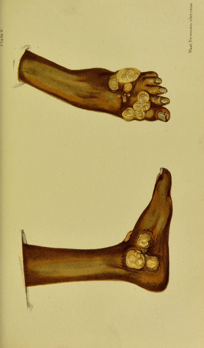 A ©ATBTrl 'Wast.Ne'wman ckiromo.