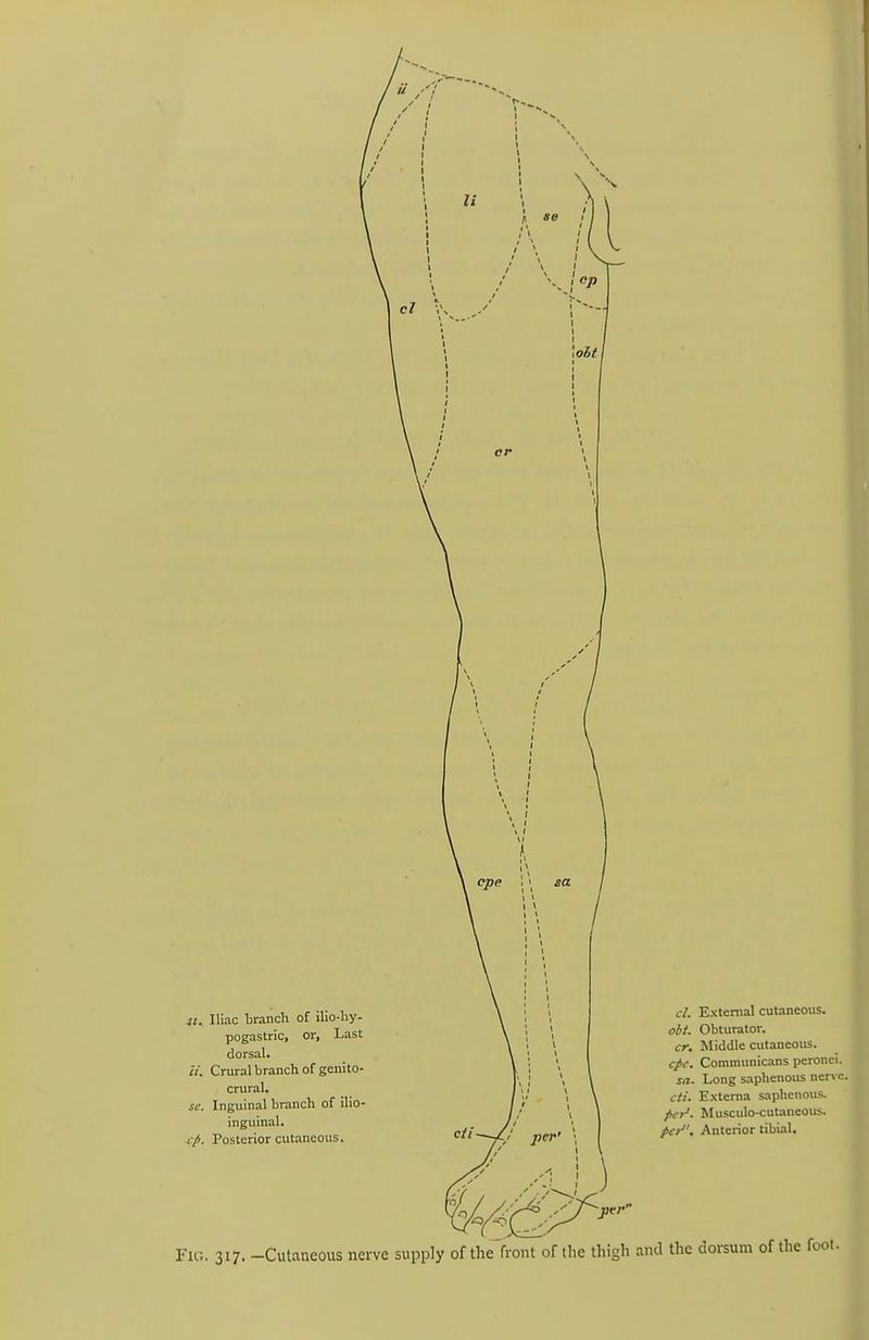 \oht\ cpe sa It. Iliac branch of ilio-hy- pogastric, or. Last dorsal. U. Crural branch of genito- crural. sc. Inguinal branch of ilio- inguinal. cp. Posterior cutaneous. cii- C' per' cl. External cutaneous. obt. Obturator. cr. Middle cutaneous. cpc. Communicans peronei. sa. Long saphenous ner\ c cti. Externa saphenous. per'. Musculo-cutaneous. pe>. Anterior tibial. -per Fig. 317. -Ciilaneous nerve supply of the front of the thigh and the dorsum of the foot.