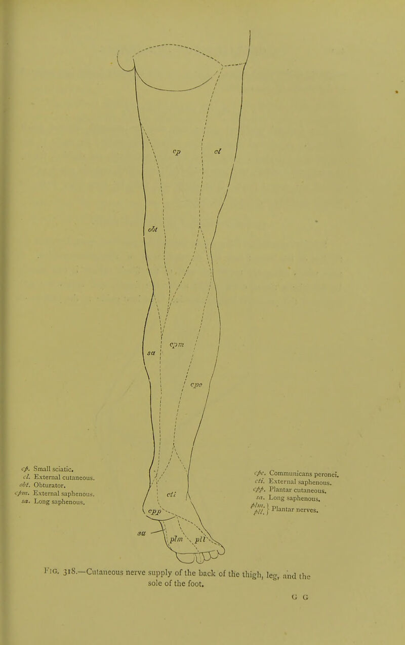 cp. Small sciatic. cl. External cutaneous. obt. Obturator. cpin. External saphenous. sa. Long saphenous. f/c. Communicans pcronci, cti. E.\ternal saphenous. Plantar cutaneous. sa. Long saplienous. } nerves. Fig. 318.—Cutaneous nerve supply of the back of the iliigh, leg, .md the sole of the foot. G G