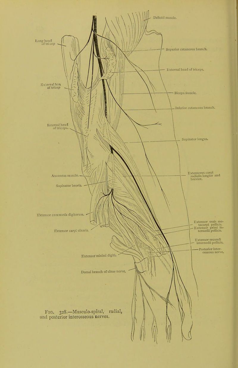 T.oiii; lieail i)f tri ccp DcUoiil inubclc. —r Superior cutaneous branch. — lixternal head of triceps. lJicei)S muscle. Inferior cutaneous branch. Supinator longus. .Vnconeus muscle. Supinator brevis. Extensores carpi radialis longior and iirevior. ITxtensor communis digitorum. Extensor carpi ulnavis. Extensor ossis me- — tacarpi polUcih, Extensor primi in- temodii poUicis. Extensor secnndi inteinodii pollicis. 1 I'os Extensor minum Dorsal branch of ulnar nerve. ostenor inter- osseous nerve. Fig. 328.—Musculo-spiral, radial and posterior interosseous nerves.