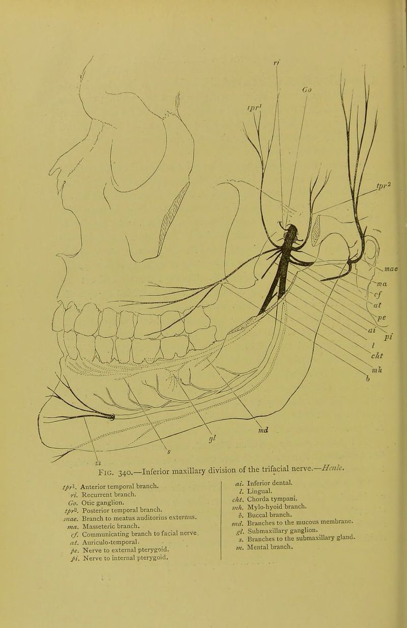 Fig. 340.—Inferior maxillary division of the trifacial nerve.—Bcn/e. tpr^. Anterior temporal branch. ri. Recurrent branch. Go. Otic ganglion. tpr-. Posterior temporal branch. mae. Branch to meatus auditorius externus. ma. Masseteric branch. cf. Communicating branch to facial nerve. at. Auriculo-temporal. pe. Nerve to external pterygoid. pi. Nerve to internal pterygoid. ai. Inferior dental. /. Lingual. cht. Chorda tympani. mh. Mylo-liyoid branch. b. Buccal branch. md. Branches to the mucous membrane. gl. Submaxillary ganglion. J. Branches to the submaxillary gland. ;«. Mental branch.