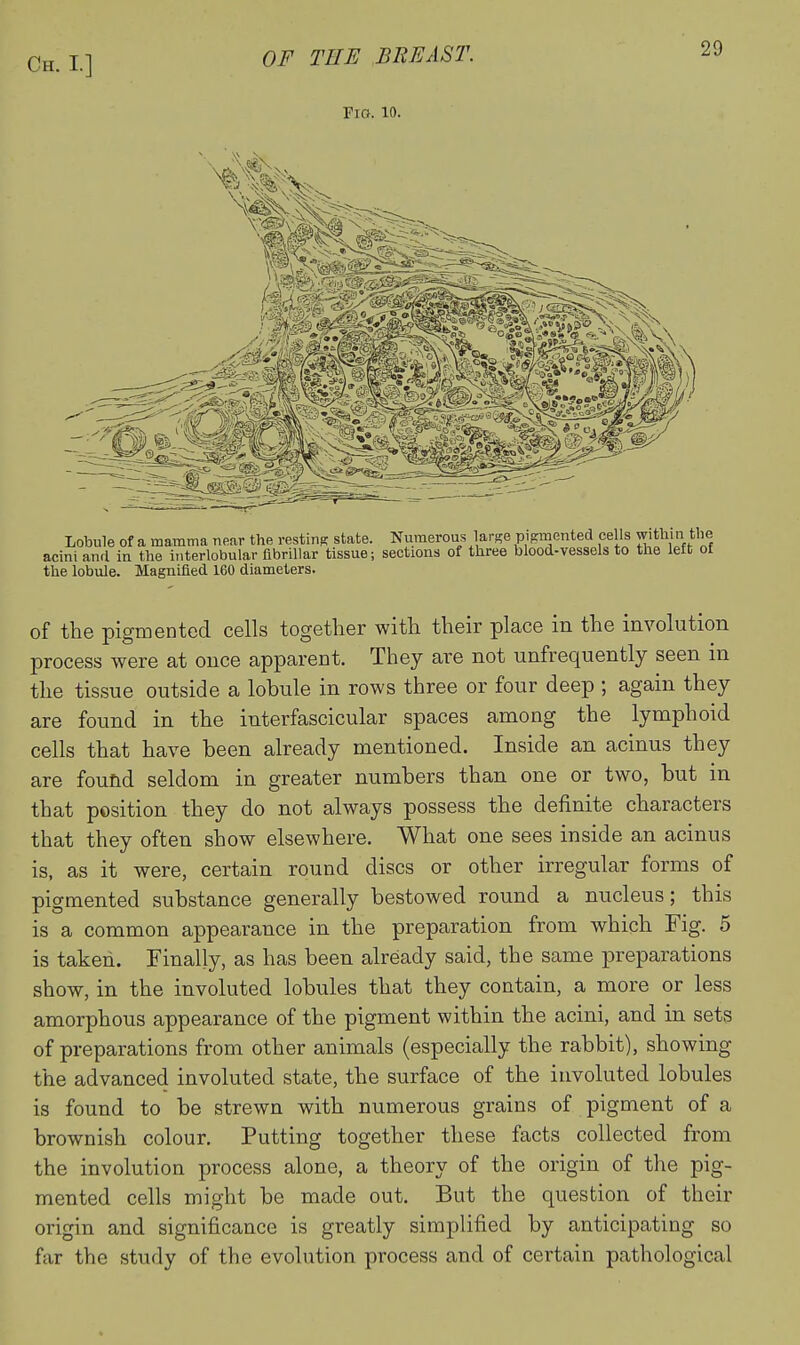 Fm. 10. 29 Lobule of a mamma near the vestinp: state. T^uraerous larse pigmented cells within the acini and ia the interlobular fibrillar tissue; sections of three blood-vessels to the left of the lobule. Magnified 160 diameters. of the pigmented cells together with their place in the involution process were at once apparent. They are not unfrequently seen in the tissue outside a lobule in rows three or four deep ; again they are found in the interfascicular spaces among the lymphoid cells that have been already mentioned. Inside an acinus they are found seldom in greater numbers than one or two, but in that position they do not always possess the definite characters that they often show elsewhere. What one sees inside an acinus is, as it were, certain round discs or other irregular forms of pigmented substance generally bestowed round a nucleus; this is a common appearance in the preparation from which Fig. 5 is taken. Finally, as has been already said, the same preparations show, in the involuted lobules that they contain, a more or less amorphous appearance of the pigment within the acini, and in sets of preparations from other animals (especially the rabbit), showing the advanced involuted state, the surface of the involuted lobules is found to be strewn with numerous grains of pigment of a brownish colour. Putting together these facts collected from the involution process alone, a theory of the origin of the pig- mented cells might be made out. But the question of their origin and significance is greatly simplified by anticipating so far the study of the evolution process and of certain pathological