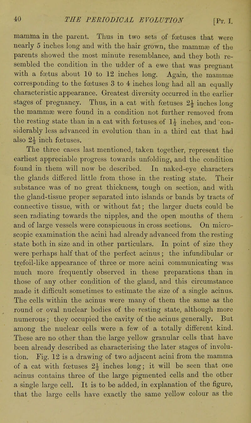 mamina in the parent. Tlius in two sets of foetuses that were nearly 5 inches long and with the hair grown, the mamrnse of the parents showed the most minute resemblance, and they both re- sembled the condition in the udder of a ewe that was pregnant with a foetus about 10 to 12 inches long. Again, the maramaj corresponding to the foetuses 3 to 4 inches long had all an equally characteristic appearance. Greatest diversity occurred in the earlier stages of pregnancy. Thus, in a cat with foetuses 2| inches long the mammae were found in a condition not further removed from the resting state than in a cat with foetuses of 1^ inches, and con- siderably less advanced in evolution than in a third cat that had also 2^ inch foetuses. The three cases last mentioned, taken together, represent the earliest appreciable progress towards unfolding, and the condition found in them will now be described. In naked-eye characters the glands differed little from those in the resting state. Their substance was of no great thickness, tough on section, and with the gland-tissue proper separated into islands or bands by tracts of connective tissue, with or without fat; the larger ducts could be seen radiating towards the nipples, and the open mouths of them and of large vessels were conspicuous in cross sections. On micro- scopic examination the acini had already advanced from the resting state both in size and in other particulars. In point of size they were perhaps half that of the perfect acinus ; the infundibular or trefoil-like appearance of three or more acini communicating was much more frequently observed in these preparations than in those of any other condition of the gland, and this circumstance made it difficult sometimes to estimate the size of a single acinus. The cells within the acinus were many of them the same as the round or oval nuclear bodies of the resting state, although more numerous; they occupied the cavity of the acinus generally. But among the nuclear cells were a few of a totally different kind. These are no other than the large yellow granular cells that have been already described as characterising the later stages of involu- tion. Fig. 12 is a drawing of two adjacent acini from the mamma of a cat with foetuses 2^ inches long; it will be seen that one acinus contains three of the large pigmented cells and the other a single large cell. It is to be added, in explanation of the figure, that the large cells have exactly the same yellow colour as the