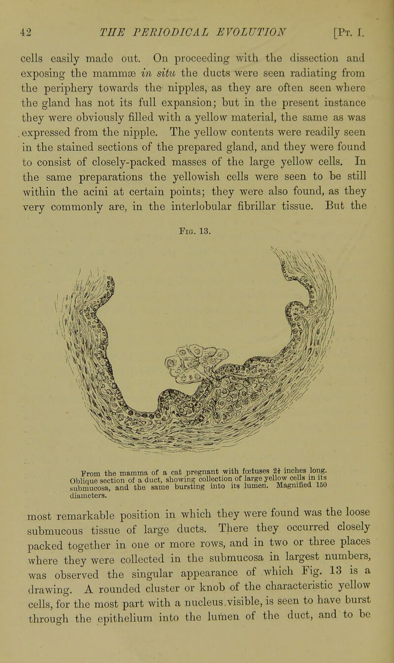 cells easily made out. On proceeding with the dissection and exposing the mammoe in situ the ducts were seen radiating from the periphery towards the nipples, as they are often seen where the gland has not its full expansion; but in the present instance they were obviously filled with a yellow material, the same as was . expressed from the nipple. The yellow contents were readily seen in the stained sections of the prepared gland, and they were found to consist of closely-packed masses of the large yellow cells. In the same preparations the yellowish cells were seen to be still within the acini at certain points; they were also found, as they very commonly are, in the interlobular fibrillar tissue. But the Fig. 13. Prom the mamma of a cat pregnant with fojtuses 2* inches long. Oblique section of a duct, showing collection of large yellow cells in its submucosa, and the same bursting into its lumen. Magnified 150 diameters. most remarkable position in which they were found was the loose submucous tissue of large ducts. There they occurred closely packed together in one or more rows, and in two or three places where they were collected in the submucosa in largest numbers, was observed the singular appearance of which Fig. 13 is a drawing, A rounded cluster or knob of the characteristic yellow cells, for the most part with a nucleus .visible, is seen to have burst through the epithelium into the lumen of the duct, and to be