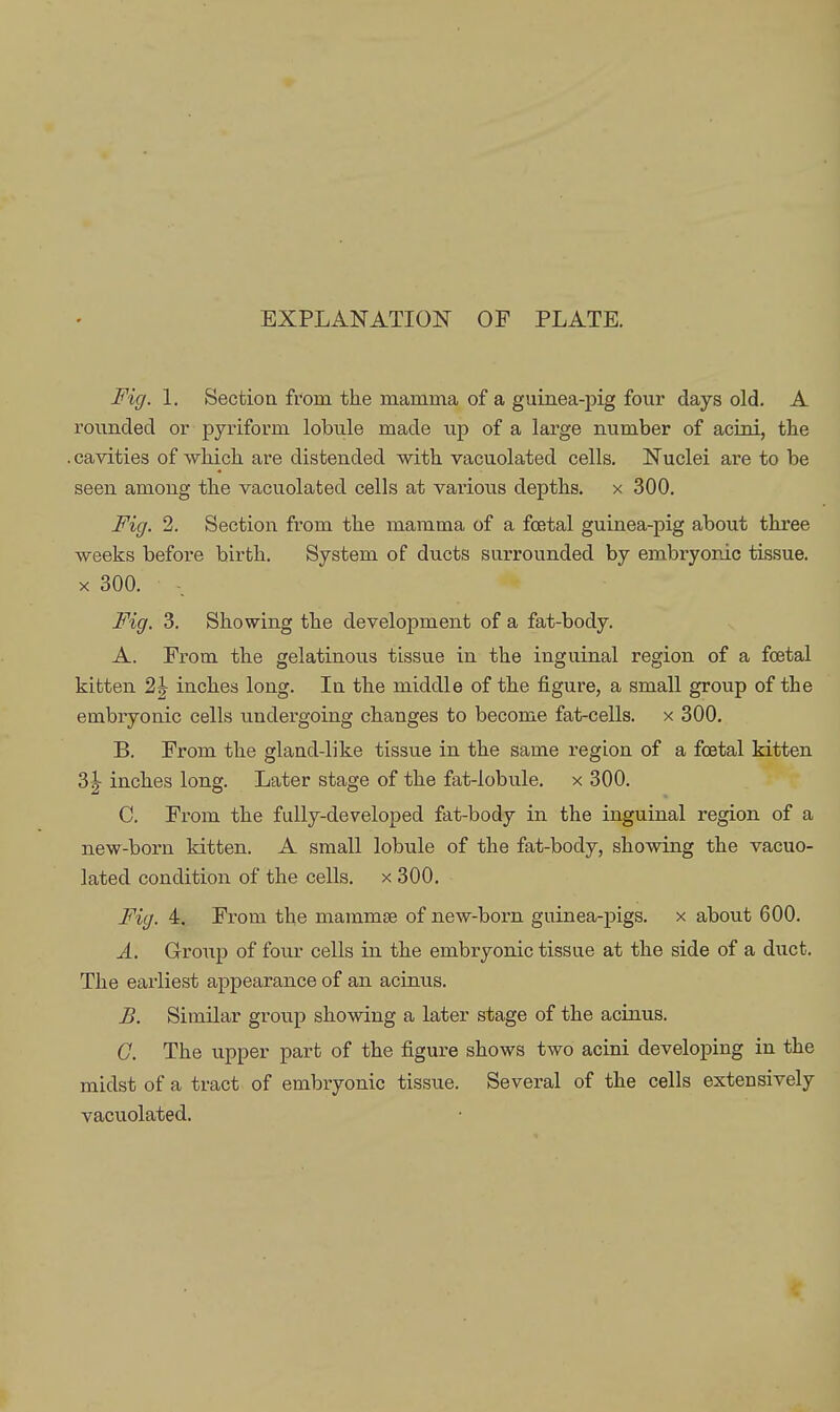 EXPLANATION OP PLATE. Fig. 1. Sectioa from the mamma of a guinea-pig four days old. A rounded or pyriform lobule made up of a large number of acini, the .cavities of which are distended with vacuolated cells. Nuclei are to be seen among the vacuolated cells at various depths, x 300. Fig. 2. Section from the mamma of a fcetal guinea-pig about thi-ee weeks before birth. System of ducts surrounded by embi'yonic tissue. X 300. Fig. 3. Showing the development of a fat-body. A. From the gelatinous tissue in the inguinal region of a foetal kitten 2| inches long. In the middle of the figure, a small group of the embryonic cells undergoing changes to become fat-cells, x 300. B. From the gland-like tissue in the same region of a fcetal kitten 31 inches long. Later stage of the fat-lobule, x 300. C. From the fully-developed fat-body in the inguiaal region of a new-born kitten. A small lobule of the fat-body, showing the vacuo- lated condition of the cells, x 300. Fig. 4. From the mammse of new-born guinea-pigs, x about 600. A. Gronp of four cells in the embryonic tissue at the side of a duct. The earliest appearance of an acinus. JB. Similar group showing a later stage of the acinus. G. The upper part of the figure shows two acini developing in the midst of a tract of embryonic tissue. Several of the cells extensively vacuolated.