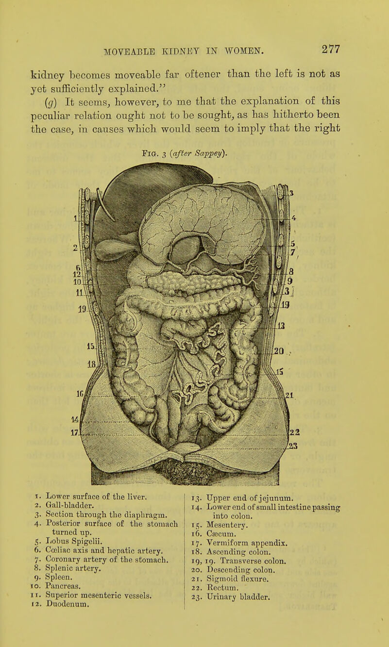 kidney becomes moveable far oftener than tlie left is not as yet snfficieutly explained. (g) It seems, however, to me that the explanation of this peculiar relation ought not to he sought, as has hitherto been the case, in causes which would seem to imply that the right Fia. 3 {after Sappey). 1. Lower surface of the liver. 2. Gall-bladder. 3. Section through the diaphragm. 4. Posterior surface of the stomach turned up. 5. Iiohus Spigelii. 6. Cocliac axis and hepatic artery. 7. Coronary artery of the stomach. 8. Splenic artery. 9. Spleen. 10. Pancreas. 11. Superior mesenteric vessels. 12. Duodenum, 13. Upper end of jejunum. 14. Lower end of small intestine passing into colon. 11;. Mesentery. 16. Cajcum. 17. Vermiform appendix. 18. Ascending colon. 19. 19. Transverse colon. 20. Descending colon. 21. Sigmoid flexure. 22. Rectum. 23. Urinary bladder.