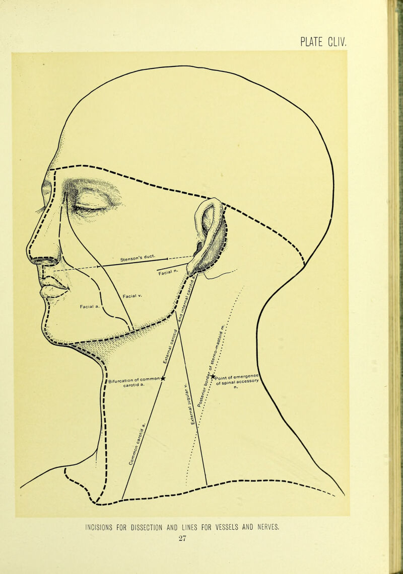 INCISIONS FOR DISSECTION AND LINES FOR VESSELS AND NERVES,