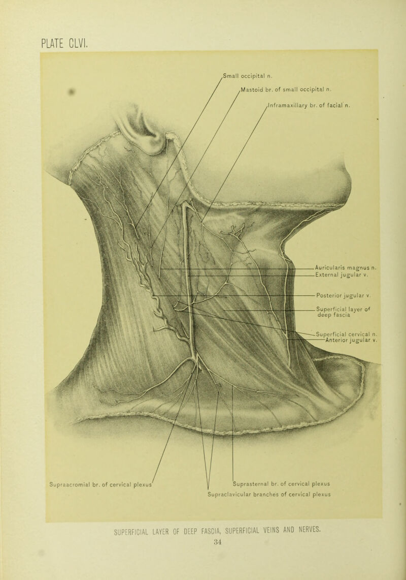 SUPERFICIAL LAYER OF DEEP FASCIA, SUPERFICIAL VEINS AND NERVES.