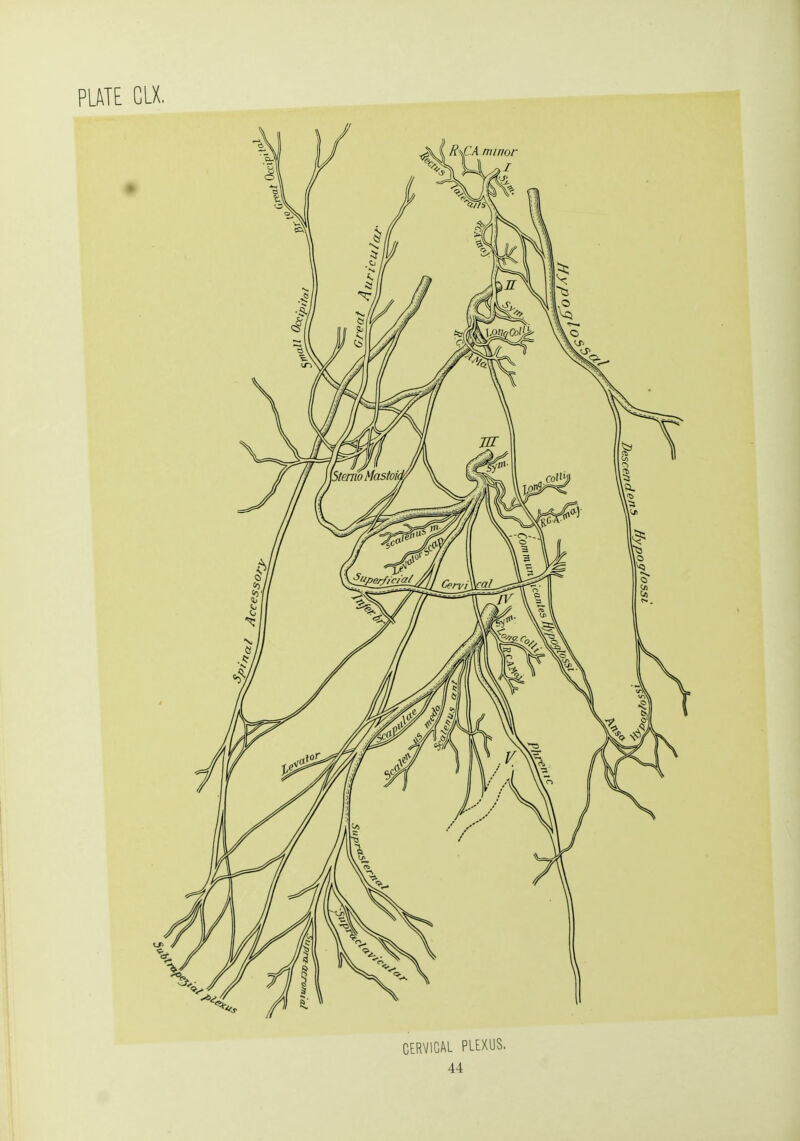 CERVICAL PLEXUS.