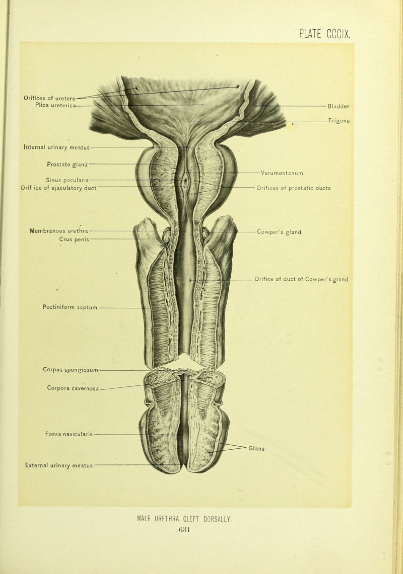 MALE URETHRA CLEFT DORSALLY.