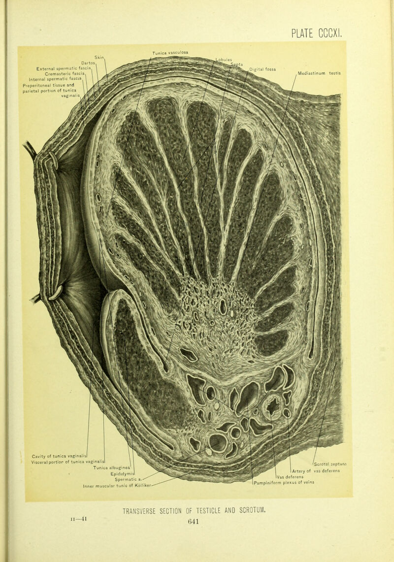 TRANSVERSE SECTION OF TESTICLE AND SCROTUM. 11-41