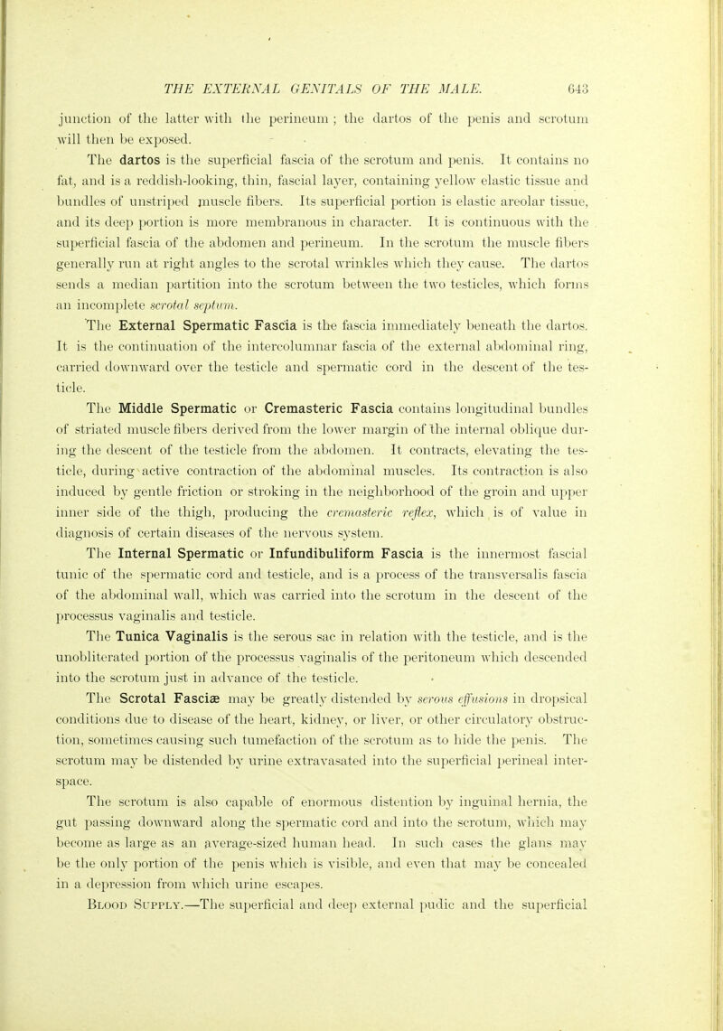 junction of the latter with the perineum ; the dartos of the penis and scrotum will then be exposed. The dartos is the superficial fascia of the scrotum and penis. It contains no fat, and is a reddish-looking, thin, fascial layer, containing yellow elastic tissue and bundles of unstriped muscle fibers. Its superficial portion is elastic areolar tissue, and its deep portion is more membranous in character. It is continuous with the superficial fascia of the abdomen and perineum. In the scrotum the muscle fibers generally run at right angles to the scrotal wrinkles which they cause. The dartos sends a median partition into the scrotum between the two testicles, which forms an incomplete scrotal septum. The External Spermatic Fascia is the fascia immediately beneath the dartos. It is the continuation of the intereolumnar fascia of the external abdominal ring, carried downward over the testicle and spermatic cord in the descent of the tes- ticle. The Middle Spermatic or Cremasteric Fascia contains longitudinal bundles of striated muscle fibers derived from the lower margin of Ihe internal oblicjue dur- ing the descent of the testicle from the abdomen. It contracts, elevating the tes- ticle, during ^ active contraction of the abdominal muscles. Its contraction is also induced by gentle friction or stroking in the neighborhood of the groin and upper inner side of the thigh, producing the cremasteric reflex, which is of value in diagnosis of certain diseases of the nervous system. The Internal Spermatic or Infundibuliform Fascia is the innermost fascial tunic of the spermatic cord and testicle, and is a process of the transversalis fascia of the abdominal wall, which was carried into the scrotum in the descent of the processus vaginalis and testicle. The Tunica Vaginalis is the serous sac in relation with the testicle, and is the unobliterated portion of the processus vaginalis of the peritoneum which descended into the scrotum just in advance of the testicle. The Scrotal Fasciae may be greatly distended by serous effusions in dropsical conditions due to disease of the heart, kidney, or liver, or other circulatory obstruc- tion, sometimes causing such tumefaction of the scrotum as to hide the penis. The scrotum may be distended by urine extravasated into the superficial perineal inter- space. The scrotum is also capable of enormous distention by inguinal hernia, the gut passing downward along the spermatic cord and into the scrotum, which may become as large as an average-sized human head. In such cases the glans may be the only portion of the penis which is visible, and even that may be concealed in a depression from which urine escapes. Blood Supply.—The superficial and deep external pudic and the superficial