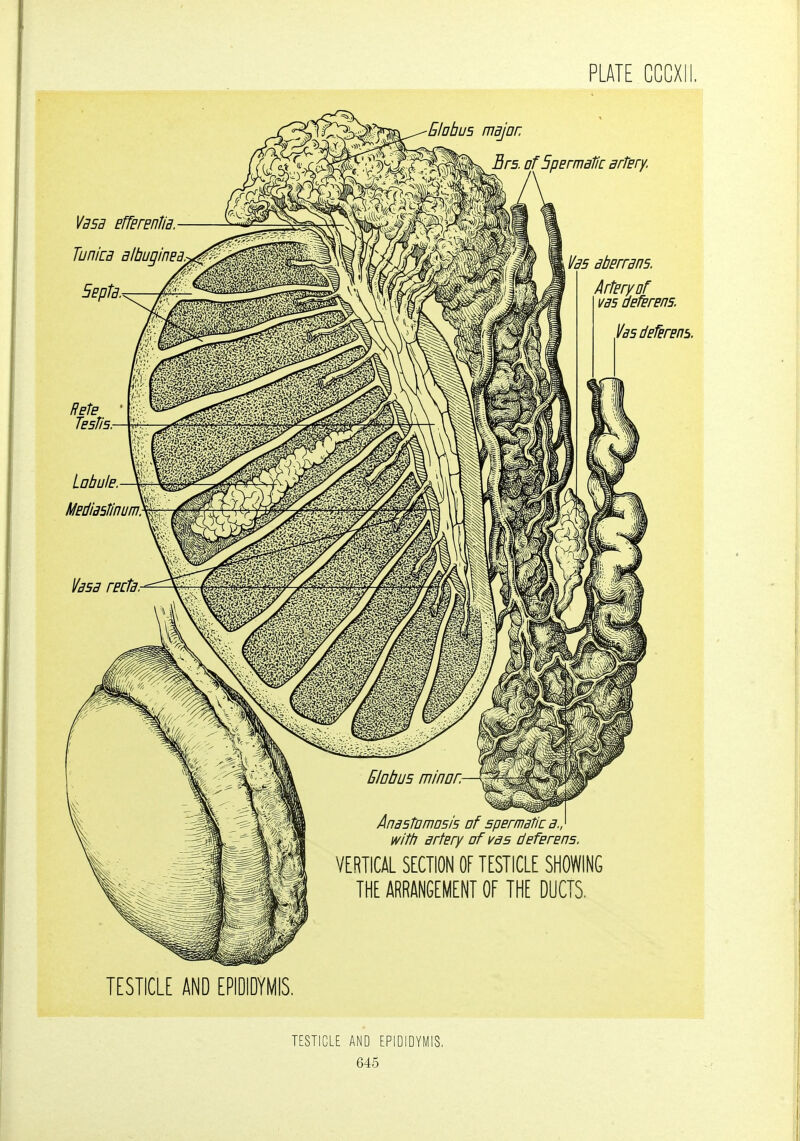 PLATE CCCXII. TESTICLE AND EPIDIDYMIS. TESTICLE AND EPIDIDYMIS.