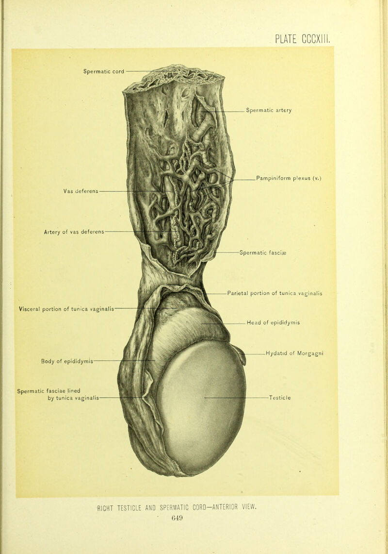 RIGHT TESTICLE AND SPERMATIC CORD-ANTERIOR VIEW.