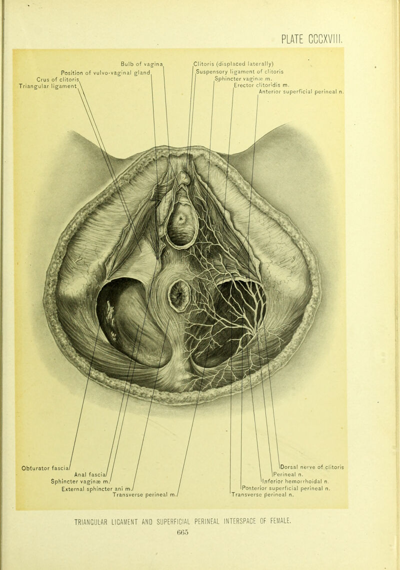 TRIANGULAR LIGAMENT AND SUPERFICIAL PERINEAL INTERSPAGE OF FEMALE.