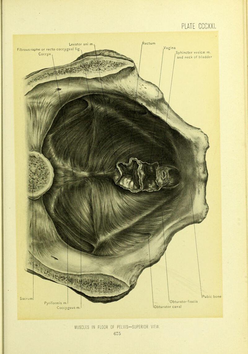 MUSCLES IN FLOOR OF PELVIS-SUPERIOR VIEW