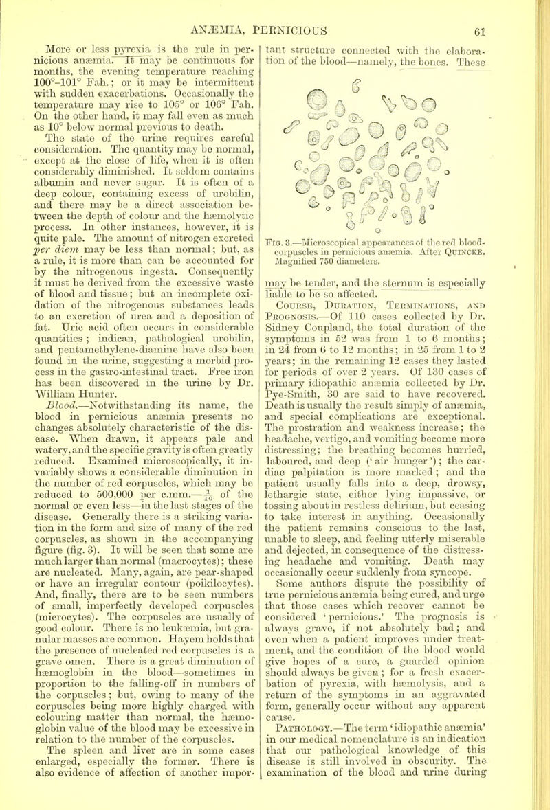 More or less pyrexia is the rule in per- nicious anaemia! It may be continuous for months, the evening temperature reaching 100°-101° Pah.; or it may be intermittent with sudden exacerbations. Occasionally the temperature may rise to 105° or 106° Fah. On the other hand, it may fall even as much as 10° below normal previous to death. The state of the urine requires careful consideration. The quantity may be normal, except at the close of life, when it is often considerably diminished. It seldom contains albumin and never sugar. It is often of a deep colour, containing excess of urobilin, and there may be a direct association be- tween the depth of colour and the hasmolytic process. In other instances, however, it is quite pale. The amount of nitrogen excreted per diem may be less than normal; but, as a rule, it is more than can be accounted for by the nitrogenous ingesta. Consequently it must be derived from the excessive waste of blood and tissue; but an incomplete oxi- dation of the nitrogenous substances leads to an excretion of urea and a deposition of fat. Uric acid often occurs in considerable i quantities ; indican, pathological urobilin, I and pentamethylene-diamhie have also been found in the urine, suggesting a morbid pro- cess in the gastro-intestinal tract. Free iron has been discovered in the urine by Dr. William Hunter. Blood.—Notwithstanding its name, the blood in pernicious anaemia presents no changes absolutely characteristic of the dis- ease. When drawn, it appears pale and watery, and the specific gravity is often greatly reduced. Examined microscopically, it in- variably shows a considerable diminution in the number of red corpuscles, which may be reduced to 500,000 per c.mm.—~ of the normal or even less—in the last stages of the disease. Generally there is a striking varia- tion in the form and size of many of the red corpuscles, as shown in the accompanying figure (fig. 3). It will be seen that some are much larger than normal (rnacrocytes); these are nucleated. Many, again, are pear-shaped or have an irregular contour (poikilocytes). And, finally, there are to be seen numbers of small, imperfectly developed corpuscles (microcytes). The corpuscles are usually of good colour. There is no leukaemia, but gra- nular masses are common. Hayeni holds that the presence of nucleated red corpuscles is a grave omen. There is a great diminution of haemoglobin in the blood—sometimes in proportion to the falling-off in numbers of the corpuscles; but, owing to many of the corpuscles being more highly charged with colouring matter than normal, the haenio- globin value of the blood may be excessive in relation to the number of the corpuscles. The spleen and liver are in some cases enlarged, especially the former. There is also evidence of affection of another impor- tant structure connected with the elabora- tion of the blood—namely, the bones. These Fig. 3.—Microscopical appearances of the red blood- corpuscles in pernicious ansemia. After Quincke. Magnified 750 diameters. may be tender, and the sternum is especially liable to be so affected. Course, Duration, Terminations, and Prognosis.—Of 110 cases collected by Dr. Sidney Coupland, the total duration of the symptoms in 52 was from 1 to 6 months; in 24 from 6 to 12 months; in 25 from 1 to 2 years; in the remaining 12 cases they lasted for periods of over 2 years. Of 130 cases of primary idiopathic anaemia collected by Dr. Pye-Smith, 30 are said to have recovered. Death is usually the result simply of anaemia, and special complications are exceptional. The prostration and weakness increase; the headache, vertigo, and vomiting become more distressing; the breathing becomes hurried, laboured, and deep (' ah hunger '); the car- diac palpitation is more marked; and the patient usually falls into a deep, drowsy, lethargic state, either lying impassive, or tossing about in restless delirium, but ceasing to take interest in anything. Occasionally the patient remains conscious to the last, unable to sleep, and feeling utterly miserable and dejected, in consequence of the distress- ing headache and vomiting. Death may occasionally occur suddenly from syncope. Some authors dispute the possibility of true pernicious anaemia being cured, and urge that those cases which recover cannot be considered ' pernicious.' The prognosis is always grave, if not absolutely bad; and even when a patient improves under treat- ment, and the condition of the blood would give hopes of a cure, a guarded opinion should always be given ; for a fresh exacer- bation of pyrexia, with haemolysis, and a return of the symptoms in an aggravated form, generally occur without any apparent cause. Pathology.—The term 'idiopathic anaemia' in our medical nomenclature is an indication that our pathological knowledge of this disease is still involved in obscurity. The examination of the blood and urine during