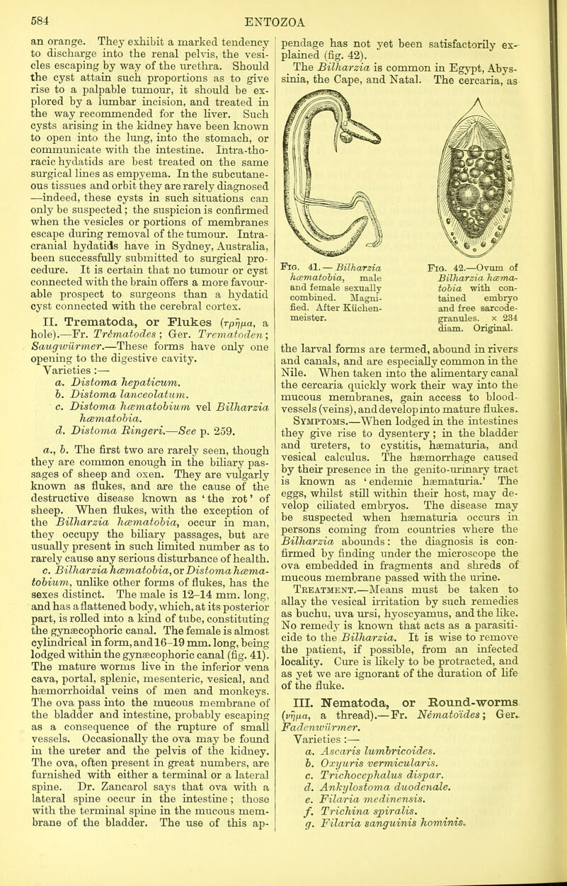 an orange. They exhibit a marked tendency 1 to discharge into the renal pelvis, the vesi- cles escaping by way of the urethra. Should the cyst attain such proportions as to give rise to a palpable tumour, it should be ex- plored by a lumbar incision, and treated in the way recommended for the liver. Such cysts arising in the kidney have been known to open into the lung, into the stomach, or communicate with the intestine. Intra-tho- racic hydatids are best treated on the same surgical lines as empyema. In the subcutane- ous tissues and orbit they are rarely diagnosed —indeed, these cysts in such situations can only be suspected; the suspicion is confirmed when the vesicles or portions of membranes escape during removal of the tumour. Intra- cranial hydatids have in Sydney, Australia, been successfully submitted to surgical pro- cedure. It is certain that no tumour or cyst connected with the brain offers a more favour- able prospect to surgeons than a hydatid cyst connected with the cerebral cortex. II. Trematoda, or Flukes (rp^a, a hole).—Fr. Trimatodes ; G-er. Trematoden; Saugwiirmer.—These forms have only one opening to the digestive cavity. Varieties :— a. Distoma hepaticum. b. Distoma lanceolatum. c. Distoma hcematobium vel Bilharzia hcematobia. d. Distoma Bingeri.—See p. 259. a., b. The first two are rarely seen, though they are common enough in the biliary pas- sages of sheep and oxen. They are vulgarly known as flukes, and are the cause of the destructive disease known as ' the rot' of sheep. When flukes, with the exception of the Bilharzia hcematobia, occur in man, they occupy the biliary passages, but are usually present in such limited number as to rarely cause any serious disturbance of health. c. Bilharzia hcematobia,oxDistomahcema- tobium, unlike other forms of flukes, has the sexes distinct. The male is 12-14 mm. long, and has a flattened body, which, at its posterior part, is rolled into a kind of tube, constituting the gynseeophoric canal. The female is almost cylindrical in form, and 16-19 mm. long, being lodged within the gynseeophoric canal (fig. 41). The mature worms live in the inferior vena cava, portal, splenic, mesenteric, vesical, and haemorrhoidal veins of men and monkeys. The ova pass into the mucous membrane of the bladder and intestine, probably escaping as a consequence of the rupture of small vessels. Occasionally the ova may be found in the ureter and the pelvis of the kidney. The ova, often present in great numbers, are furnished with either a terminal or a lateral spine. Dr. Zancarol says that ova with a lateral spine occur in the intestine; those with the terminal spine in the mucous mem- brane of the bladder. The use of this ap- pendage has not yet been satisfactorily ex- plained (fig. 42). The Bilharzia is common in Egypt, Abys- sinia, the Cape, and Natal. The cercaria, as Fig. 41. — Bilharzia hcematobia, male and female sexually combined. Magni- fied. After Kiichen- meister. Fig. 42.—Ovum of Bilharzia hcema- tobia with con- tained embryo and free sarcode- granules. x 234 diam. Original. the larval forms are termed, abound in rivers and canals, and are especially common in the Nile. When taken mto the alimentary canal the cercaria quickly work their way into the mucous membranes, gain access to blood- vessels (veins), and develop mto mature flukes. Symptoms.—When lodged in the intestines they give rise to dysentery; in the bladder and ureters, to cystitis, hematuria, and vesical calculus. The haemorrhage caused by their presence in the genito-urinary tract is known as ' endemic haematuria.' The eggs, whilst still within their host, may de- velop ciliated embryos. The disease may be suspected when haematuria occurs in persons coming from countries where the Bilharzia abounds: the diagnosis is con- firmed by finding under the microscope the ova embedded in fragments and shreds of mucous membrane passed with the urine. Treatment.—Means must be taken to allay the vesical irritation by such remedies as buchu, uva ursi, hyoscyamus, and the like. No remedy is known that acts as a parasiti- cide to the Bilharzia. It is wise to remove the patient, if possible, from an infected locality. Cure is likely to be protracted, and as yet we are ignorant of the duration of life of the fluke. III. Nematoda, or Round-worms (vrffia, a thread).— Fr. Nemato'ides; Ger. Fadenwiirmer. Varieties :—■ a. Ascaris lumbricoides. b. Oxyuris vermicularis. c. Trichocephalus dispar. d. Ankylostoma duodenale. e. Filaria mcdinensis. f. Trichina spiralis. g. Filaria sanguinis hominis.