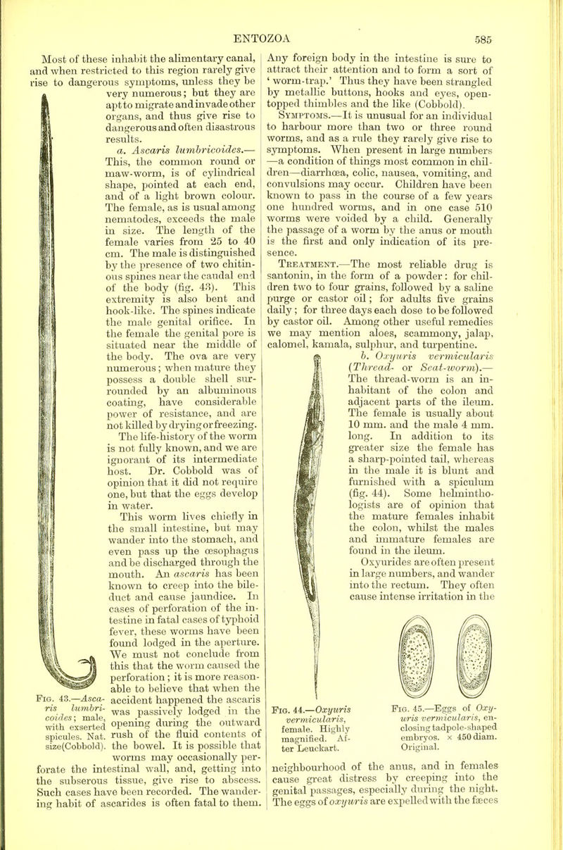 I- Most of these inhabit the alimentary canal, and when restricted to this region rarely give rise to dangerous symptoms, unless they he very numerous; but they are apt to migrate and invade other organs, and thus give rise to dangerous and often disastrous results. a. Ascaris lumbricoides.— This, the common round or maw-worm, is of cylindrical shape, pointed at each end, and of a light brown colour. The female, as is usual among nematodes, exceeds the male in size. The length of the female varies from 25 to 40 cm. The male is distinguished by the presence of two chitin- ous spines near the caudal end of the body (fig. 43). This extremity is also bent and hook-like. The spines indicate the male genital orifice. In the female the genital pore is situated near the middle of the body. The ova are very numerous; when mature they possess a double shell sur- rounded by an albuminous coating, have considerable power of resistance, and are not killed by drying or freezing. The life-history of the worm is not fully known, and we are ignorant of its intermediate host. Dr. Cobbold was of opinion that it did not require one, but that the eggs develop in water. This worm lives chiefly in the small intestine, but may wander into the stomach, and even pass up the oesophagus and be discharged through the mouth. An ascaris has been known to creep into the bile- duct and cause jaundice. In cases of perforation of the in- testine in fatal cases of typhoid fever, these worms have been found lodged in the aperture. We must not conclude from this that the worm caused the perforation ; it is more reason- able to believe that when the -Asca- accident happened the ascaris ris lumbri- wag passrvely lodged in the coides; male, • -, - a „„^ with exserted opening during the outward spicules. Nat. rush of the fluid contents of size(Cobbold). the bowel. It is possible that worms may occasionally per- forate the intestinal wall, and, getting into the subserous tissue, give rise to abscess. Such cases have been recorded. The wander- ing habit of ascarides is often fatal to them. Any foreign body in the intestine is sure to attract their attention and to form a sort of ' worm-trap.' Thus they have been strangled by metallic buttons, hooks and eyes, open- topped thimbles and the like (Cobbold). Symptoms.—It is unusual for an individual to harbour more than two or three round worms, and as a rule they rarely give rise to symptoms. When present in large numbers —a condition of things most common in chil- dren—diarrhoea, colic, nausea, vomiting, and convulsions may occur. Children have been known to pass in the course of a few years one hundred worms, and in one case 510 worms were voided by a child. Generally the passage of a worm by the anus or mouth is the first and only indication of its pre- sence. Treatment.—The most reliable drug is santonin, in the form of a powder: for chil- dren two to four grains, followed by a saline purge or castor oil; for adidts five grains daily ; for three days each dose to be followed by castor oil. Among other useful remedies we may mention aloes, scammony, jalap, calomel, kamala, sulphur, and turpentine. b. O-ryuris vermicularis (Thread- or Seat-worm).— The thread-worm is an in- habitant of the colon and adjacent parts of the ileum. The female is usually about 10 mm. and the male 4 mm. long. In addition to its greater size the female has a sharp-pointed tail, whereas in the male it is blunt and furnished with a spiculum (fig. 44). Some helmintho- logists are of opinion that the mature females inhabit the colon, whilst the males and immature females are found in the ileum. Oxyurides are often present in large numbers, and wander into the rectum. They often cause intense irritation in the Fig. 44.—Oxyuris vermicularis, female. Highly magnified. Af- ter Leuckart. Fig. 45.—Eggs of Oxy- uris vermicularis, en- closing tadpole-shaped embryos, x 450diam. Original. neighbourhood of the anus, and in females cause great distress by creeping into the genital passages, especially during the night. The eggs of oxyuris are expelled with the faeces