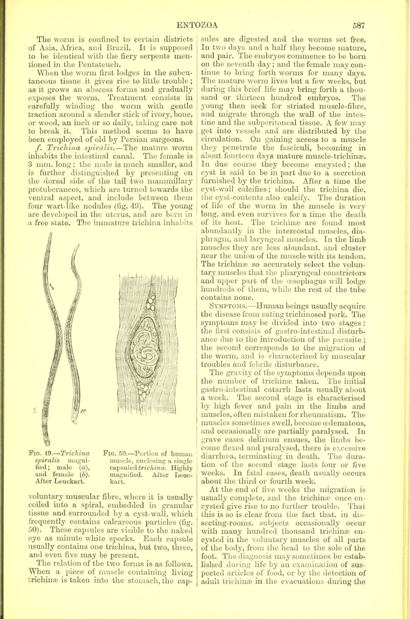 The worm is confined to certain districts -of Asia, Africa, and Brazil. It is supposed to be identical with the fiery serpents men- tioned in the Pentateuch. When the worm first lodges in the subcu- taneous tissue it gives rise to little trouble ; as it grows an abscess forms and gradually exposes the worm. Treatment consists in carefully winding the worm with gentle traction around a slender stick of ivory, bone, or wood, an inch or so daily, taking care not to break it. This method seems to have been employed of old by Persian surgeons. f. Trichina spiralis.—The mature worm inhabits the intestinal canal. The female is 3 mm. long; the male is much smaller, and is further distinguished by presenting on the dorsal side of the tail two mammillary protuberances, which are turned towards the ventral aspect, and include between them four wart-like nodules (fig. 49). The young are developed in the uterus, and are born in a free state. The immature trichina inhabits ~Fig. i9.~Trichina Fig. 50.—Portion of human sjriralis magni- muscle, enclosing a single fied; male (a), capsuled trichina. Highly and female (b). magnified. After Leuc- After Leuckart. kart. voluntary muscular fibre, where it is usually coiled into a spiral, embedded in granular tissue and surrounded by a cyst-wall, which frequently contains calcareous particles (fig. 50). These capsules are visible to the naked ■eye as minute white specks. Each capstde usually contains one trichina, but two, three, and even five may be present. The relation of the two forms is as follows. When a piece of muscle containing living ■irichinae is taken into the stomach, the cap- sules are digested and the worms set free. In two days and a half they become mature, and pair. The embryos commence to be born on the seventh day; and the female may con- tinue to bring forth worms for many days. The mature worm lives but a few weeks, but during this brief life may bring forth a thou- sand or thirteen hundred embryos. The young then seek for striated muscle-fibre, and migrate through the wall of the intes- tine and the subperitoneal tissue. A few may get into vessels and are distributed by the circulation. On gaming access to a muscle they penetrate the fasciculi, becoming in about fourteen days mature muscle-trichinae. In due course they become encysted; the cyst is said to be hi part due to a secretion furnished by the trichina. After a time the cyst-wall calcifies; should the trichina die, the cyst-contents also calcify. The duration of life of the worm in the muscle is very long, and even survives for a time the death of its host. The trichinae are found most abundantly in the intercostal muscles, dia- phragm, and laryngeal muscles. In the limb muscles they are less abundant, and cluster near the union of the muscle with its tendon. The trichinae so accurately select the volun- tary muscles that the pharyngeal constrictors and upper part of the oesophagus will lodge hundreds of them, while the rest of the tube contains none. Symptoms.—Human beings usually acquire the disease from eating trichinosed pork. The symptoms may be divided into two stages : the first consists of gastro-intestinal disturb- ance due to the introduction of the parasite ; the second corresponds to the migration of the worm, and is characterised by muscular troubles and febrile disturbance. The gravity of the symptoms depends upon the number of trichinae taken. The initial gastro-intestinal catarrh lasts usually about a week. The second stage is characterised by high fever and pain in the limbs and muscles, often mistaken for rheumatism. The muscles sometimes swell, become cedematous, and occasionally are partially paralysed. In grave cases delirium ensues, the limbs be- come flexed and paralysed, there is excessive diarrhoea, terminating in death. The dura- tion of the second stage lasts four or five weeks. In fatal cases, death usually occurs about the third or fourth week. At the end of five weeks the migration is usually complete, and the trichinae once en- cysted give rise to no further trouble. That this is so is clear from the fact that, in dis- secting-rooms, subjects occasionally occur with many hundred thousand trichinae en- cysted in the voluntary muscles of all parts of the body, from the head to the sole of the foot. The diagnosis may sometimes be estab- lished during life by an examination of sus- pected articles of food, or by the detection of adult trichinae in the evacuations during the