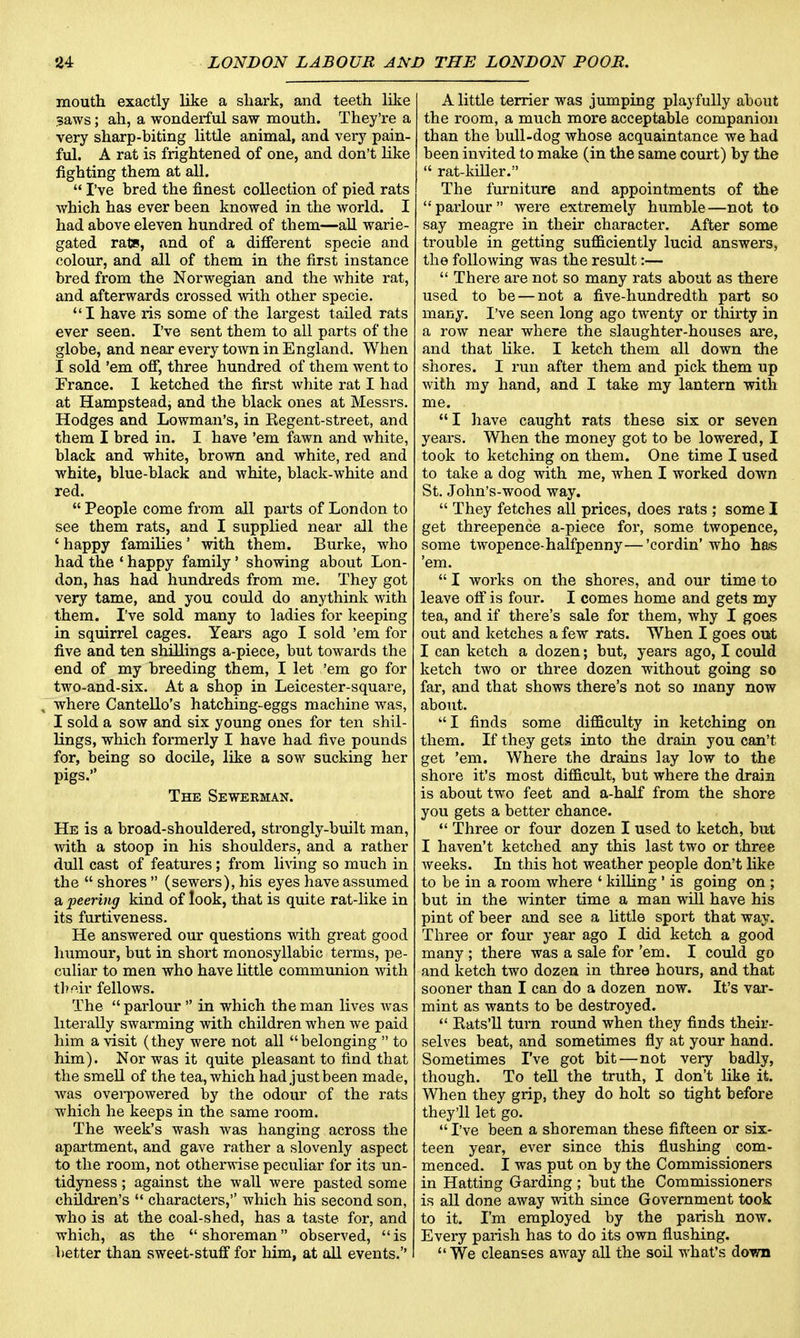mouth exactly like a shark, and teeth like ,?aws; ah, a wonderful saw mouth. They're a very sharp-biting little animal, and very pain- ful. A rat is frightened of one, and don't like fighting them at all.  I've bred the finest collection of pied rats which has ever been knowed in the world. I had above eleven hundred of them—all warie- gated rate, and of a different specie and colour, and all of them in the first instance bred from the Norwegian and the white rat, and afterwards crossed with other specie.  I have ris some of the largest tailed rats ever seen. I've sent them to all parts of the globe, and near every town in England. When I sold 'em off, three hundred of them went to France. 1 ketched the first white rat I had at Hampsteadi and the black ones at Messrs. Hodges and Lowman's, in Regent-street, and them I bred in. I have 'em fawn and white, black and white, brown and white, red and white, blue-black and white, black-white and red.  People come from all parts of London to see them rats, and I supplied near all the ' happy families' with them. Burke, who had the ' happy family' showing about Lon- don, has had hundreds from me. They got very tame, and you could do anythink with them. I've sold many to ladies for keeping in squirrel cages. Years ago I sold 'em for five and ten shillings a-piece, but towards the end of my breeding them, I let 'em go for two-and-six. At a shop in Leicester-square, , where Cantello's hatching-eggs machine was, I sold a sow and six young ones for ten shil- lings, which formerly I have had five pounds for, being so docile, like a sow sucking her pigs. The Sewerman. He is a broad-shouldered, strongly-built man, with a stoop in his shoulders, and a rather dull cast of features; from living so much in the  shores  (sewers), his eyes have assumed a peering kind of look, that is quite rat-like in its furtiveness. He answered our questions with great good humour, but in short monosyllabic terms, pe- culiar to men who have little communion with thfiir fellows. The  parlour  in which the man lives was literally swarming with children when we paid him a visit (they were not all belonging  to him). Nor was it quite pleasant to find that the smell of the tea, which had just been made, was overpowered by the odour of the rats which he keeps in the same room. The week's wash was hanging across the apartment, and gave rather a slovenly aspect to the room, not otherwise peculiar for its un- tidyness; against the wall were pasted some children's  characters, which his second son, who is at the coal-shed, has a taste for, and which, as the shoreman observed, is better than sweet-stuff for him, at all events. A little terrier was jumping playfully about the room, a much more acceptable companion than the bull-dog whose acquaintance we had been invited to make (in the same court) by the  rat-killer. The furniture and appointments of the parlour were extremely humble—not to say meagre in their character. After some trouble in getting sufficiently lucid answers, the following was the result:—  There are not so many rats about as there used to be — not a five-hundredth part so many. I've seen long ago twenty or thirty in a row near where the slaughter-houses are, and that like. I ketch them all down the shores. I run after them and pick them up with my hand, and I take my lantern with me. I have caught rats these six or seven years. When the money got to be lowered, I took to ketching on them. One time I used to take a dog with me, when I worked down St. John's-wood way.  They fetches all prices, does rats ; some I get threepence a-piece for, some twopence, some twopence-halfpenny—'cordin' who has 'em.  I works on the shores, and our time to leave off is four. I comes home and gets my tea, and if there's sale for them, why I goes out and ketches a few rats. When I goes out I can ketch a dozen; but, years ago, I could ketch two or three dozen without going so far, and that shows there's not so many now about. I finds some difficulty in ketching on them. If they gets into the drain you can't get 'em. Where the drains lay low to the shore it's most difficult, but where the drain is about two feet and a-half from the shore you gets a better chance.  Three or four dozen I used to ketch, but I haven't ketched any this last two or three weeks. In this hot weather people don't like to be in a room where ' killing' is going on ; but in the winter time a man will have his pint of beer and see a little sport that way. Three or four year ago I did ketch a good many ; there was a sale for 'em. I could go and ketch two dozen in three hours, and that sooner than I can do a dozen now. It's var- mint as wants to be destroyed.  Eats'll turn round when they finds their- selves beat, and sometimes fly at your hand. Sometimes I've got bit—not very badly, though. To tell the truth, I don't like it. When they grip, they do holt so tight before they'll let go.  I've been a shoreman these fifteen or six- teen year, ever since this flushing com- menced. I was put on by the Commissioners in Hatting Guarding ; hut the Commissioners is all done away with since Government took to it. I'm employed by the parish now. Every parish has to do its own flushing. We cleanses away all the soil what's down
