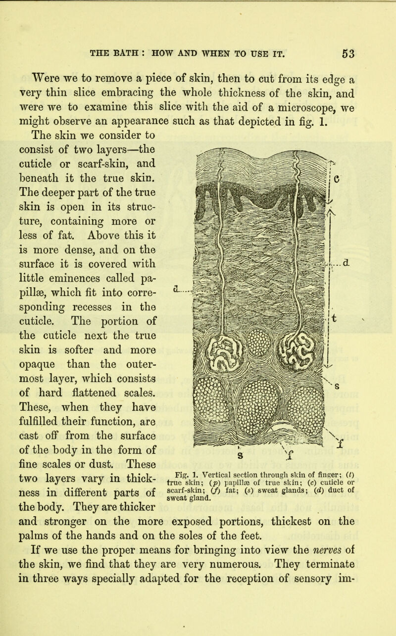 Were we to remove a piece of skin, then to cut from its edge a very thin slice embracing the whole thickness of the skin, and were we to examine this slice with the aid of a microscope, we might observe an appearance such as that depicted in fig. 1. The skin we consider to consist of two layers—the cuticle or scarf-skin, and beneath it the true skin. The deeper part of the true skin is open in its struc- ture, containing more or less of fat. Above this it is more dense, and on the surface it is covered with little eminences called pa- pillae, which fit into corre- sponding recesses in the cuticle. The portion of the cuticle next the true skin is softer and more opaque than the outer- most layer, which consists of hard flattened scales. These, when they have fulfilled their function, are cast off from the surface of the body in the form of fine scales or dust. These two layers vary in thick- ness in different parts of the body. They are thicker and stronger on the more exposed portions, thickest on palms of the hands and on the soles of the feet. If we use the proper means for bringing into view the nerves of the skin, we find that they are very numerous. They terminate in three ways specially adapted for the reception of sensory im- Fig. 1. Vertical section through skin of finger; (t) true skin; (p) papillee of true skin; (c) cuticle or scarf-skin; (f) fat; (s) sweat glands; (d) duct of sweat gland. the