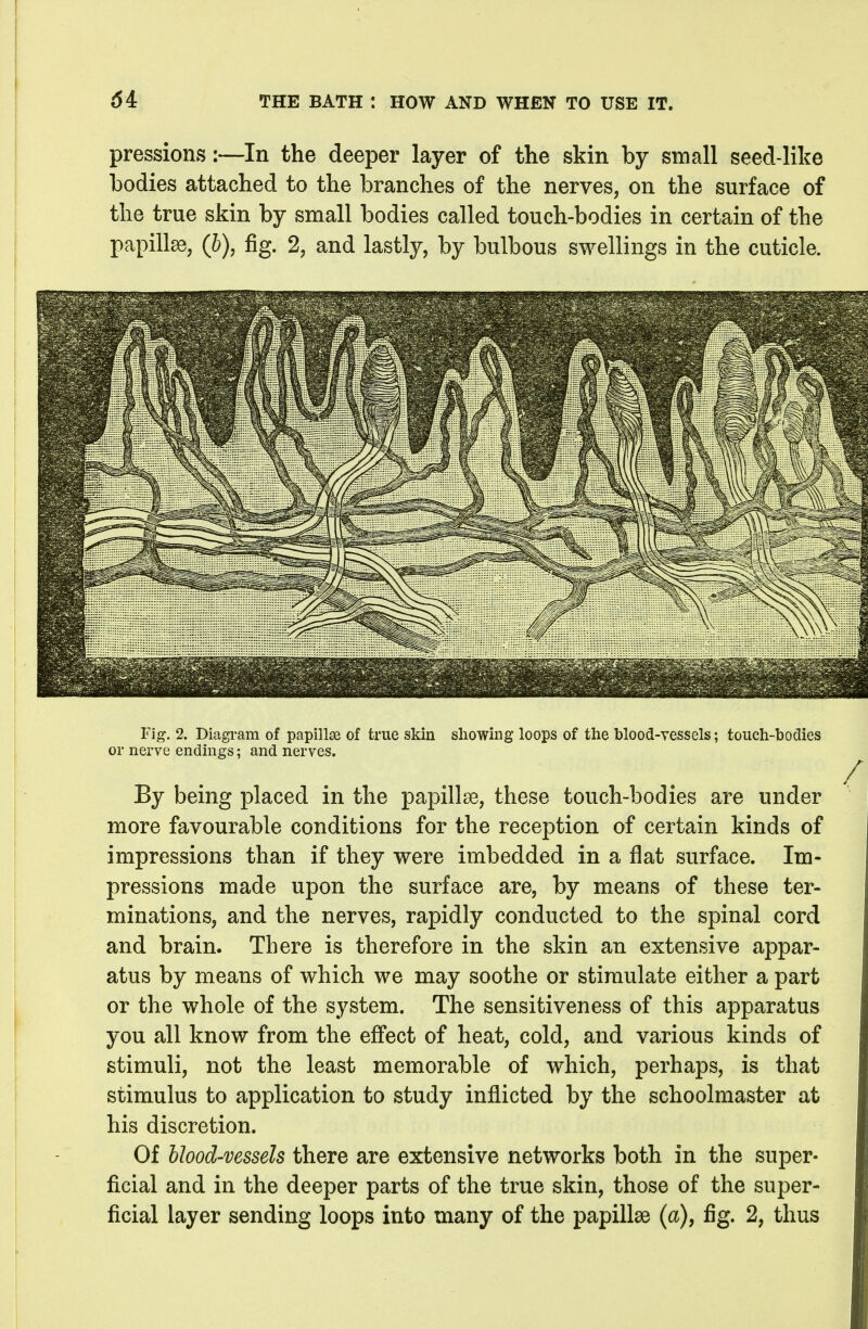 pressions:—In the deeper layer of the skin by small seed-like bodies attached to the branches of the nerves, on the surface of the true skin by small bodies called touch-bodies in certain of the papillae, (b), fig. 2, and lastly, by bulbous swellings in the cuticle. Fig. 2. Diagram of papillse of true skin showing loops of the blood-vessels; touch-bodies or nerve endings; and nerves. By being placed in the papillae, these touch-bodies are under more favourable conditions for the reception of certain kinds of impressions than if they were imbedded in a flat surface. Im- pressions made upon the surface are, by means of these ter- minations, and the nerves, rapidly conducted to the spinal cord and brain. There is therefore in the skin an extensive appar- atus by means of which we may soothe or stimulate either a part or the whole of the system. The sensitiveness of this apparatus you all know from the effect of heat, cold, and various kinds of stimuli, not the least memorable of which, perhaps, is that stimulus to application to study inflicted by the schoolmaster at his discretion. Of blood-vessels there are extensive networks both in the super- ficial and in the deeper parts of the true skin, those of the super- ficial layer sending loops into many of the papillae (a), fig. 2, thus