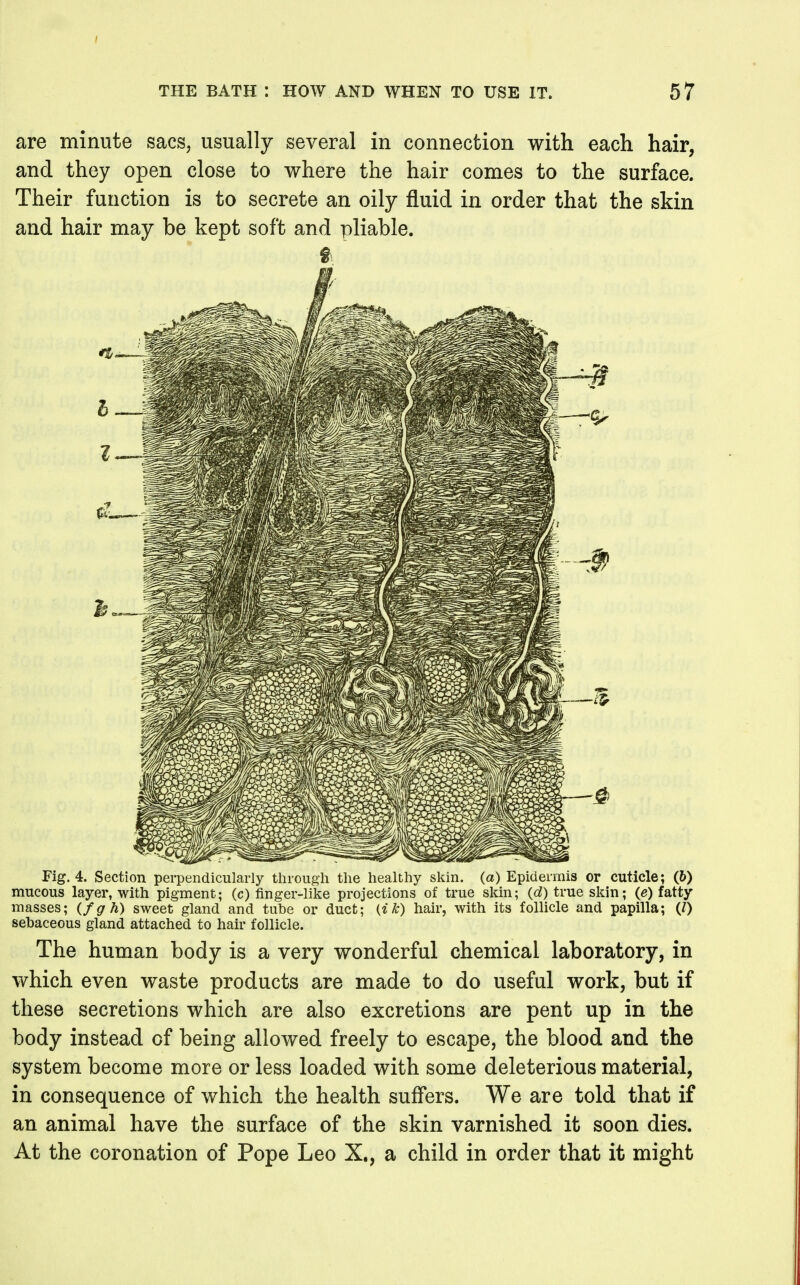 are minute sacs, usually several in connection with each hair, and they open close to where the hair comes to the surface. Their function is to secrete an oily fluid in order that the skin and hair may be kept soft and pliable. Fig. 4. Section perpendicularly tlirougii the healthy skin, (a) Epidermis or cuticle; (6) mucous layer, with pigment; (c) finger-like projections of true skin; (<i) true skin; (e) fatty masses; (fgh) sweet gland and tnhe or duct; {i k) hair, with its follicle and papilla; (0 sebaceous gland attached to hair follicle. The human body is a very wonderful chemical laboratory, in which even waste products are made to do useful work, but if these secretions which are also excretions are pent up in the body instead of being allowed freely to escape, the blood and the system become more or less loaded with some deleterious material, in consequence of which the health suffers. We are told that if an animal have the surface of the skin varnished it soon dies. At the coronation of Pope Leo X., a child in order that it might