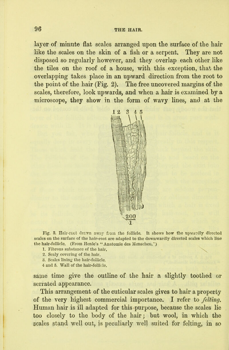 layer of minute flat scales arranged upon the surface of the hair like the scales on the skin of a fish or a serpent. They are not disposed so regularly however, and they overlap each other like the tiles on the roof of a house, with this exception, that the overlapping takes place in an upward direction from the root to the point of the hair (Fig. 2). The free uncovered margins of the scales, therefore, look upwards, and when a hair is examined by a microscope, they show in the form of wavy lines, and at the 1 2 3 4 5 1 Fig. 3. Hair-rcct drawn away from the follicle. It shows how tlie upwardly directed scales on the surface of the hair-root are adapted to the downwardly directed scales which line the hair-folhcle. (From Henle's  Anatomie des Menschen.) 1. Fihrous substance of the hair. 2. Scaly covering of the hair. 3. Scales lining the hair-follicle. 4 and 5. Wall of the hair-follicle. same time give the outline of the hair a slightly toothed or serrated appearance. This arrangement of the cuticular scales gives to hair a property of the very highest commercial importance. I refer to felting. Human hair is ill adapted for this purpose, because the scales lie too closely to the body of the hair; but wool, in which the 3cales stand well out, is peculiarly Avell suited for felting, in so