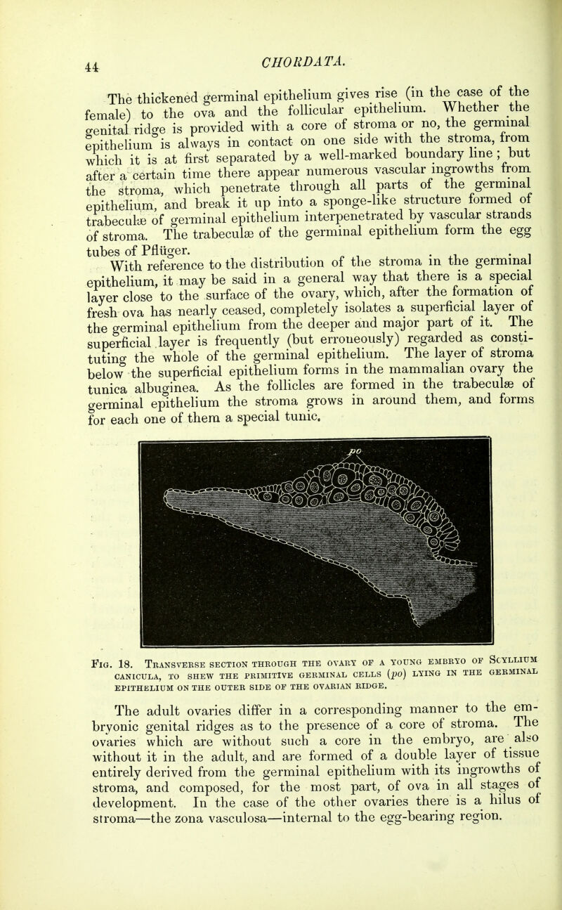 The thickened germinal epithelium gives rise (m the case of the female) to the ova and the follicular epithelium. Whether the genital ridge is provided with a core of stroma or no, the germinal IpitheUum is always in contact on one side with the stroma, from which it is at first separated by a well-marked boundary hne ; but after a certain time there appear numerous vascular ingrowths from the stroma, which penetrate through all parts of the germinal epithelium, and break it up into a sponge-hke structure formed of trabecalye of germinal epithelium interpenetrated by vascular strands of stroma. The trabeculse of the germinal epithelium form the egg tubes of Pfliiger. . ^ i . • ^i. • i With reference to the distribution of the stroma in the germinal epithelium, it may be said in a general way that there is a special layer close to the surface of the ovary, which, after the formation of fresh ova has nearly ceased, completely isolates a superficial layer of the germinal epithelium from the deeper and major part of it. The superficial layer is frequently (but erroneously) regarded as consti- tuting the whole of the germinal epithelium. The layer of stroma below the superficial epithelium forms in the mammalian ovary the tunica albuginea. As the follicles are formed in the trabeculse of germinal epithelium the stroma grows in around them, and forms for each one of them a special tunic. Fig. 18. Transverse section through the ovary of a young embryo of Scyllium CANICULA, TO SHEW THE PRIMITIVE GERMINAL CELLS {^o) LYING IN THE GERMINAL EPITHELIUM ON THE OUTER SIDE OF THE OVARIAN RIDGE. The adult ovaries differ in a corresponding manner to the em- bryonic genital ridges as to the presence of a core of stroma. The ovaries which are without such a core in the embryo, are also without it in the adult, and are formed of a double layer of tissue entirely derived from the germinal epithelium with its ingrowths of stroma, and composed, for the most part, of ova in all stages of development. In the case of the other ovaries there is a hilus of stroma—the zona vasculosa—internal to the egg-bearing region.