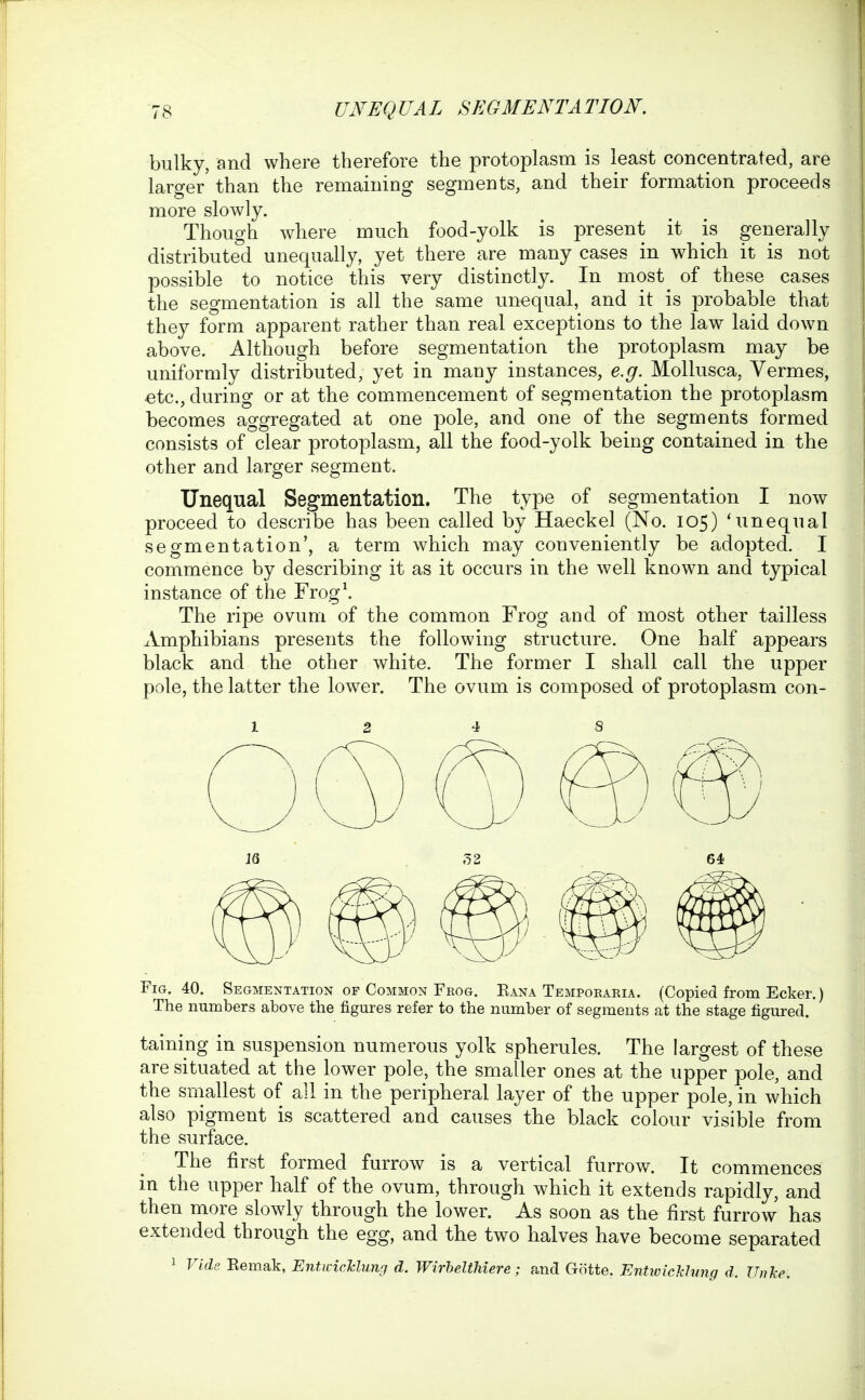 bulky, and where therefore the protoplasm is least concentrated, are larger' than the remaining segments, and their formation proceeds more slowly. Though where much food-yolk is present it is generally distributed unequally, yet there are many cases in which it is not possible to notice this very distinctly. In most of these cases the segmentation is all the same unequal, and it is probable that they form apparent rather than real exceptions to the law laid down above. Although before segmentation the protoplasm may be uniformly distributed, yet in many instances, e.g. Mollusca, Vermes, €tc., during or at the commencement of segmentation the protoplasm becomes aggregated at one pole, and one of the segments formed consists of clear protoplasm, all the food-yolk being contained in the other and larger segment. Unequal Segmentation. The type of segmentation I now proceed to describe has been called by Haeckel (No. 105) 'unequal segmentation', a term which may conveniently be adopted. I commence by describing it as it occurs in the well known and typical instance of the Frog\ The ripe ovum of the common Frog and of most other tailless Amphibians presents the following structure. One half appears black and the other white. The former I shall call the upper pole, the latter the lower. The ovum is composed of protoplasm con- 12 4 8 Fig. 40. Segmentation of Common Feog. Eana Temporaria. (Copied from Ecker.) The numbers above the figures refer to the number of segments at the stage figured. taining in suspension numerous yolk spherules. The largest of these are situated at the lower pole, the smaller ones at the upper pole, and the smallest of all in the peripheral layer of the upper pole, in which also pigment is scattered and causes the black colour visible from the surface. The first formed furrow is a vertical furrow. It commences in the upper half of the ovum, through which it extends rapidly, and then more slowly through the lower. As soon as the first furrow has extended through the egg, and the two halves have become separated 1 Vide Eemak, Entinchlung d. Wirhelthiere; and Gotte. Ent^cicMung d. Unke.