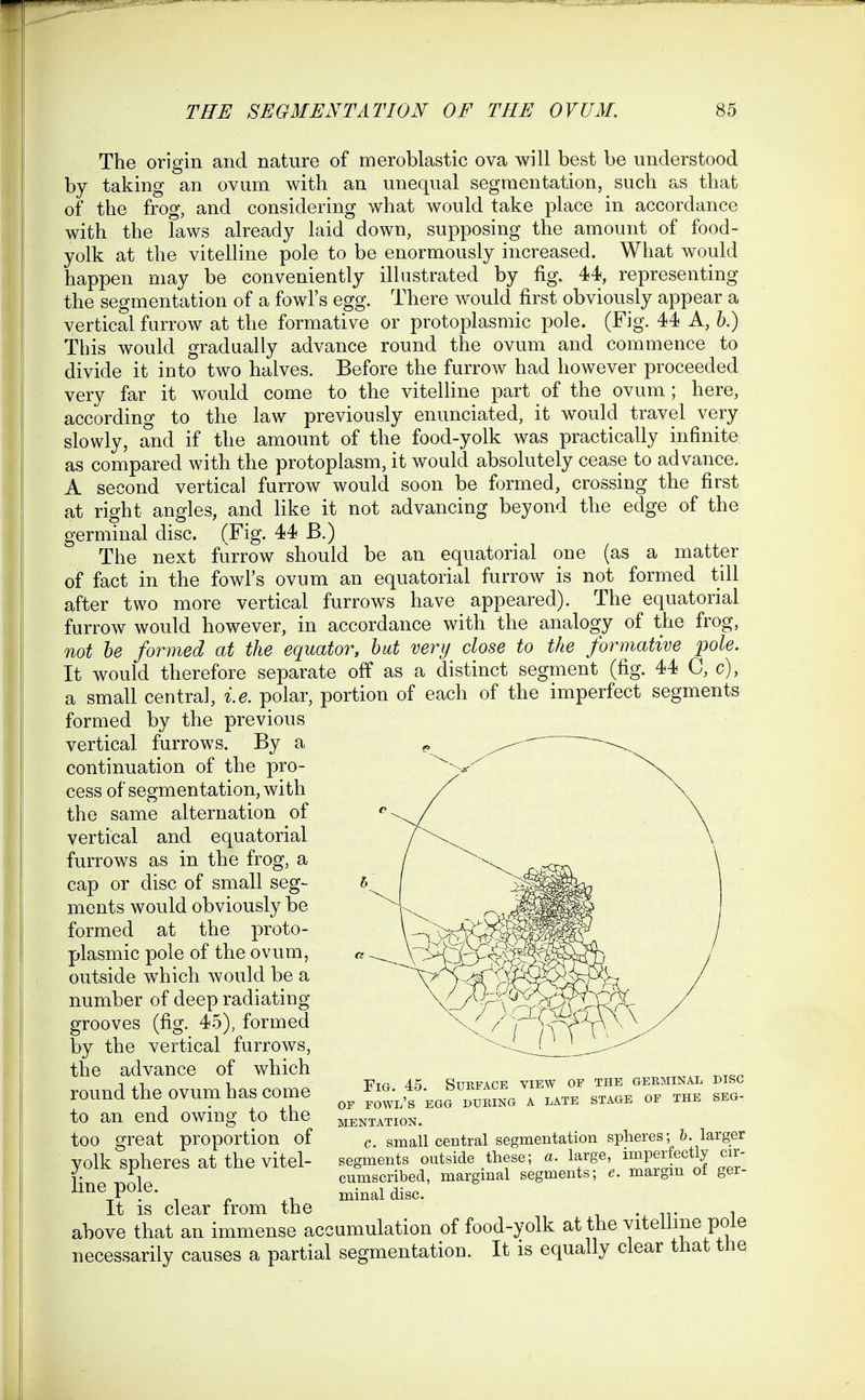 The origin and nature of meroblastic ova will best be understood by taking an ovum with an unequal segmentation, such as that of the frog, and considering what would take place in accordance with the laws already laid down, supposing the amount of food- yolk at the vitelline pole to be enormously increased. What would happen may be conveniently illustrated by fig. 44, representing the segmentation of a fowl's egg. There would first obviously appear a vertical farrow at the formative or protoplasmic pole. (Fig. 44 A, h.) This would gradually advance round the ovum and commence to divide it into two halves. Before the furrow had however proceeded very far it would come to the vitelline part of the ovum ; here, according to the law previously enunciated, it would travel very slowly, and if the amount of the food-yolk was practically infinite as compared with the protoplasm, it would absolutely cease to advance. A second vertical furrow would soon be formed, crossing the first at right angles, and like it not advancing beyond the edge of the germinal disc. fFig. 44 B.) The next furrow should be an equatorial one (as a matter of fact in the fowl's ovum an equatorial furrow is not formed till after two more vertical furrows have appeared). The equatorial furrow would however, in accordance with the analogy of the frog, not he formed at the equator, hut very close to the formative pole. It would therefore separate off as a distinct segment (fig. 44 C, c), a small central, i.e. polar, portion of each of the imperfect segments formed by the previous vertical furrows. By a continuation of the pro- cess of segmentation, with the same alternation of vertical and equatorial furrows as in the frog, a cap or disc of small seg- ments would obviously be formed at the proto- plasmic pole of the ovum, outside which would be a number of deep radiating grooves (fig. 45), formed by the vertical furrows, the advance of which round the ovum has come to an end owing to the too great proportion of yolk spheres at the vitel- line pole. Xij IS cIgcLIT from ttio above that an immense accumulation of food-yolk at the vitelline pole necessarily causes a partial segmentation. It is equally clear that the Fig. 45. Subface view of the gebminal disc OF fowl's egg dueing a late stage of the seg- mentation. c. small central segmentation spheres; h. larger segments outside these; a. large, imperfectly cir- cumscribed, marginal segments; e. margin ot ger- minal disc.