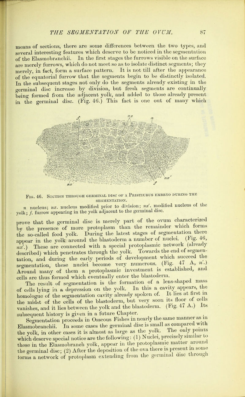 means of sections, there are some differences between the two types, and several interesting features which deserve to be noticed in the segmentation of the Elasmobranchii. In the first stages the furrows visible on the surface are merely furrows, which do not meet so as to isolate distinct segments; they merely, in fact, form a surface pattern. It is not till after the appearance of the equatorial furrow that the segments begin to be distinctly isolated. In the subsequent stages not only do the segments already existing in the o-erminal disc increase by division, but fresh segments are continually being formed from the adjacent yolk, and added to those already present in the germinal disc. (Fig. 46.) This fact is one out of many which Fig. 46. Ssction 'imiouGH germinal disc of a Pkistiukus embryo during the SEGMENTATION. n nucleus; 7ix. nucleus modified prior to division; vx'. modified nucleus of the yolk; /. furrow appearing in the yolk adjacent to the germinal disc. prove that the germinal disc is merely part of the ovum characterized by the presence of more protoplasm than the remainder which forms the so-called food yolk. During the latest stages of segmentation there appear in the yolk around the blastoderm a number of nuclei, (iig. 4b, nx ) These are connected with a special protoplasmic network (already described) which penetrates through the yolk. Towards the end of segmen- tation, and during the early periods of development which succeed the segmentation, these nuclei become very numerous. (Fig- 47 A, n.) Around many of them a protoplasmic investment is established, and cells are thus formed which eventually enter the blastoderm. The result of segmentation is the formation of a lens-shaped mass of cells lying in a depression on the yolk. In this a cavity appears, the homologue of the segmentation cavity already spoken of. It lies at farst m the midst of the cells of the blastoderm, but very soon its floor o± cells vanishes, and it lies between the yolk and the blastoderm. (Fig. 47 A.) its subsequent history is given in a future Chapter. Segmentation proceeds in Osseous Fishes in nearly the same manner as in Elasmobranchii. In some cases the germinal disc is small as compared with the volk, in other cases it is almost as large as the yolk. The only points which deserve special notice are the following: (1) Nuclei, precisely similar to those in the Elasmobranch volk, appear in the protoplasmic matter around the germinal disc; (2) After the deposition of the ova there is present m some lorms a network of protoplasm extending from the germinal disc through