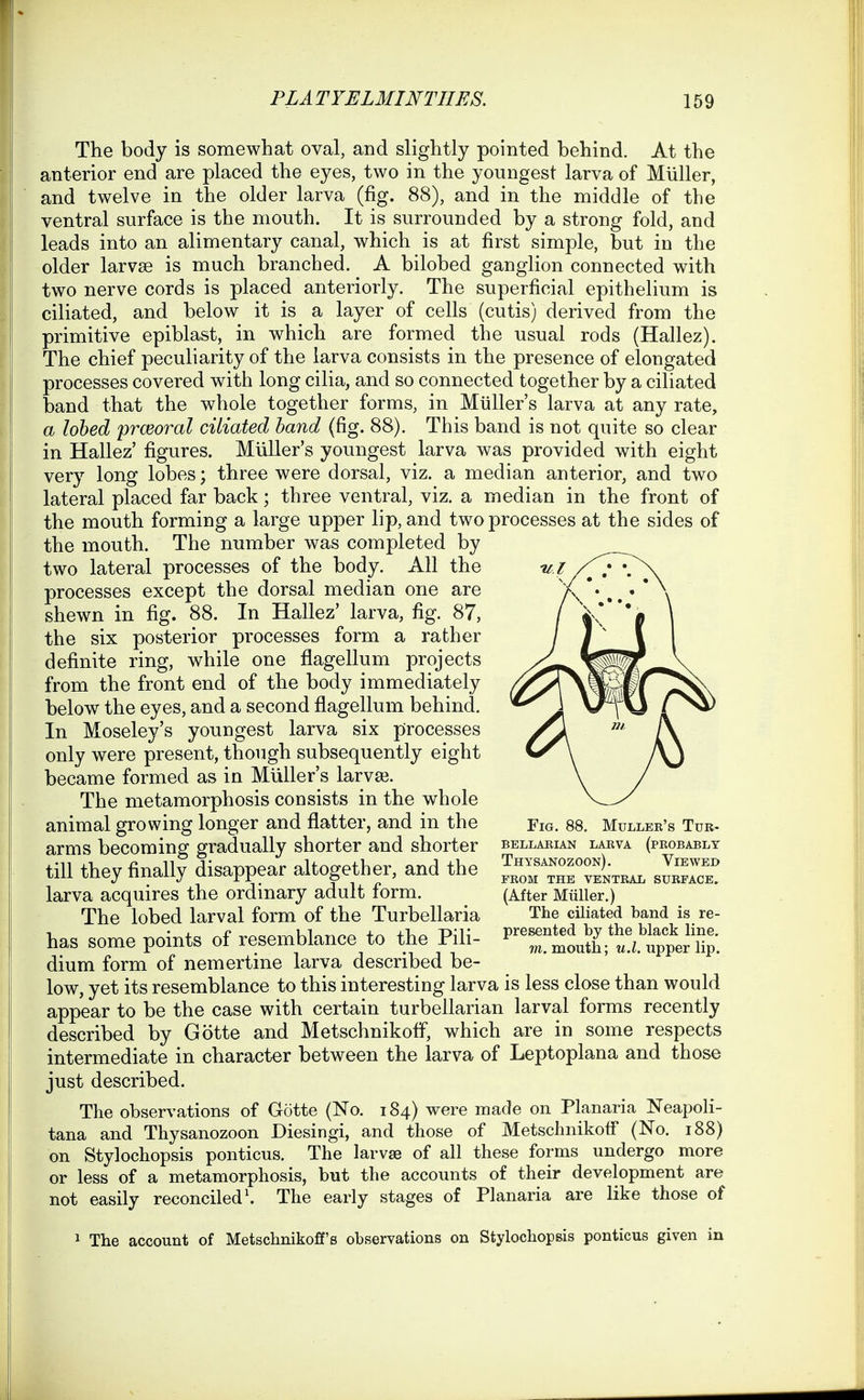 The body is somewhat oval, and slightly pointed behind. At the anterior end are placed the eyes, two in the youngest larva of MUller, and twelve in the older larva (fig. 88), and in the middle of the ventral surface is the mouth. It is surrounded by a strong fold, and leads into an alimentary canal, which is at first simple, but in the older larvae is much branched. A bilobed ganglion connected with two nerve cords is placed anteriorly. The superficial epithelium is ciliated, and below it is a layer of cells (cutis) derived from the primitive epiblast, in which are formed the usual rods (Hallez). The chief peculiarity of the larva consists in the presence of elongated processes covered with long cilia, and so connected together by a ciliated band that the whole together forms, in Miiller's larva at any rate, a lohed prceoral ciliated band (fig. 88). This band is not quite so clear in Hallez' figures. Miiller's youngest larva was provided with eight very long lobes; three were dorsal, viz. a median anterior, and two lateral placed far back; three ventral, viz. a median in the front of the mouth forming a large upper lip, and two processes at the sides of the mouth. The number was completed by two lateral processes of the body. All the processes except the dorsal median one are shewn in fig. 88. In Hallez' larva, fig. 87, the six posterior processes form a rather definite ring, while one flagellum projects from the front end of the body immediately below the eyes, and a second flagellum behind. In Moseley's youngest larva six processes only were present, though subsequently eight became formed as in Miiller's larvse. The metamorphosis consists in the whole animal growing longer and flatter, and in the arms becoming gradually shorter and shorter till they finally disappear altogether, and the larva acquires the ordinary adult form. The lobed larval form of the Turbellaria has some points of resemblance to the Pili- dium form of nemertine larva described be- low, yet its resemblance to this interesting larva is less close than would appear to be the case with certain turbellarian larval forms recently described by Gotte and Metschnikoff, which are in some respects intermediate in character between the larva of Leptoplana and those just described. The observations of Gotte (No. 184) were made on Planaria NeapoH- tana and Thysanozoon Diesingi, and those of Metschnikoff (No. 188) on Stylochopsis ponticus. The larvse of all these forms undergo more or less of a metamorphosis, but the accounts of their development are not easily reconciled'. The early stages of Planaria are hke those of Mulleb's Tub- bellabian labva (peobably Thysanozoon). Viewed FBOM THE VENTEAL SUEFACE. (After Mtiller.) The ciliated band is re- presented by the black line. m. mouth; u.l. upper lip. The account of Metschnikoff's observations on Stylochopsis ponticus given in