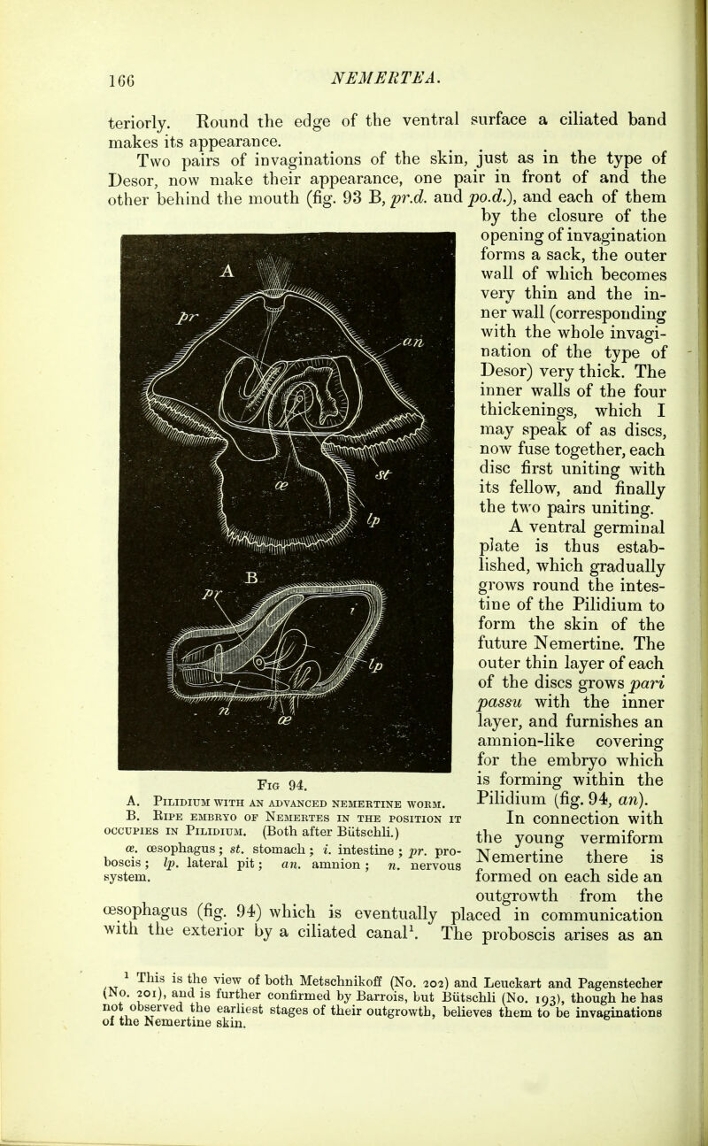 teriorly. Round the edge of the ventral surface a ciliated band makes its appearance. Two pairs of invaginations of the skin, just as in the type of Desor, now make their appearance, one pair in front of and the other behind the mouth (fig. 93 B, pr.d. and po.d,), and each of them by the closure of the opening of invagination forms a sack, the outer wall of which becomes very thin and the in- ner wall (corresponding with the whole invagi- nation of the type of Desor) very thick. The inner walls of the four thickenings, which I may speak of as discs, now fuse together, each disc first uniting with its fellow, and finally the two pairs uniting. A ventral germinal plate is thus estab- lished, which gradually grows round the intes- tine of the Pilidium to form the skin of the future Nemertine. The outer thin layer of each of the discs grows pari passu with the inner layer, and furnishes an amnion-like covering for the embryo which is forming within the Pilidium (fig. 94, an). In connection with the young vermiform Nemertine there is formed on each side an outgrowth from the oesophagus (fig. 94) which is eventually placed in communication with the exterior by a ciliated canaP. The proboscis arises as an Fig 94. A. Pilidium with an advanced nemertine worm. B. EiPE EMBRYO OF NeMERTES IN THE POSITION IT OCCUPIES IN Pilidium. (Both after Biitsclili.) ce. oesophagus; st. stomach; i. intestine ; pr. pro- boscis ; Ip. lateral pit; an. amnion ; n. nervous system. This IS the view of both Metschnikoff (No. 202) and Leuckart and Pagenstecher (No. 201), and IS further confirmed by Barrois, but Biitschli (No. 193), though he has not observed the earhest stages of their outgrowth, believes them to be invaginations 01 the Nemertine skin.