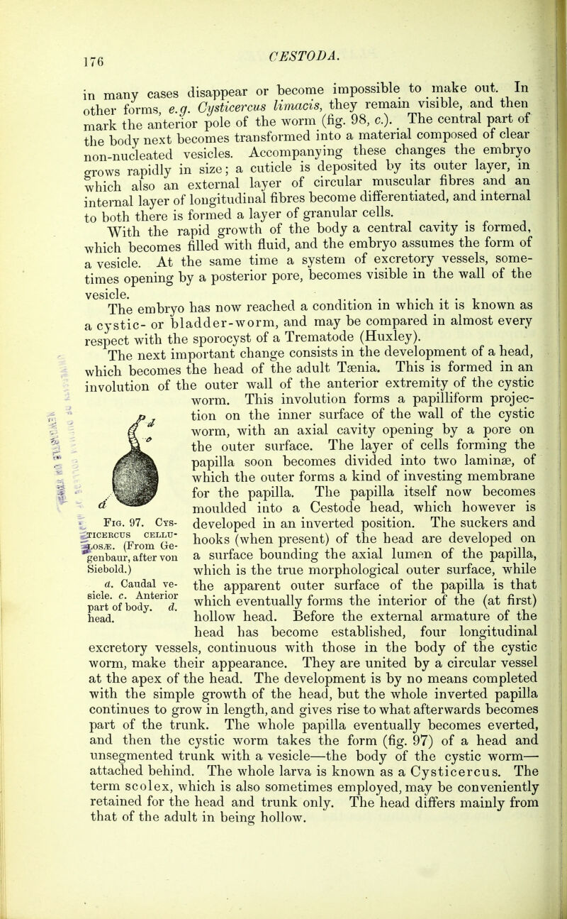 in many cases disappear or become impossible to make out. In other forms e q. Gysticercus limacis, they remain visible, and then mark the anterior pole of the worm (fig. 98, c). The central part of the body next becomes transformed into a material composed of clear non-nucleated vesicles. Accompanying these changes the embryo ^rows rapidly in size; a cuticle is deposited by its outer layer, m which also an external layer of circular muscular fibres and an internal layer of longitudinal fibres become differentiated, and internal to both there is formed a layer of granular cells. With the rapid growth of the body a central cavity is formed, which becomes filled with fluid, and the embryo assumes the form of a vesicle. At the same time a system of excretory vessels, some- times opening by a posterior pore, becomes visible in the wall of the vesicle. . , . ^ . . , The embryo has now reached a condition m which it is known as a cystic-or bladder-w^orm, and may be compared in almost every respect with the sporocyst of a Trematode (Huxley). The next important change consists in the development of a head, which becomes the head of the adult Taenia. This is formed in an involution of the outer wall of the anterior extremity of the cystic worm. This involution forms a papilliform projec- tion on the inner surface of the wall of the cystic worm, with an axial cavity opening by a pore on the outer surface. The layer of cells forming the papilla soon becomes divided into two laminse, of which the outer forms a kind of investing membrane for the papilla. The papilla itself now becomes a -».^g»^ moulded into a Cestode head, which however is Fig. 97. Cys- developed in an inverted position. The suckers and SosiE^^(From^Ge- ^^^^^ (when present) of the head are developed on '^enbaur, after von a surface bounding the axial lumen of the papilla, Siebold.) which is the true morphological outer surface, while a. Caudal ve- the apparent outer surface of the papilla is that palt of body.^'T w^i^^^ eventually forms the interior of the (at first) head. * hollow head. Before the external armature of the head has become established, four longitudinal excretory vessels, continuous with those in the body of the cystic worm, make their appearance. They are united by a circular vessel at the apex of the head. The development is by no means completed with the simple growth of the head, but the whole inverted papilla continues to grow in length, and gives rise to what afterwards becomes part of the trunk. The whole papilla eventually becomes everted, and then the cystic worm takes the form (fig. 97) of a head and unsegmented trunk with a vesicle—the body of the cystic worm— attached behind. The whole larva is known as a Gysticercus. The term scolex, which is also sometimes employed, may be conveniently retained for the head and trunk only. The head differs mainly from that of the adult in being hollow.